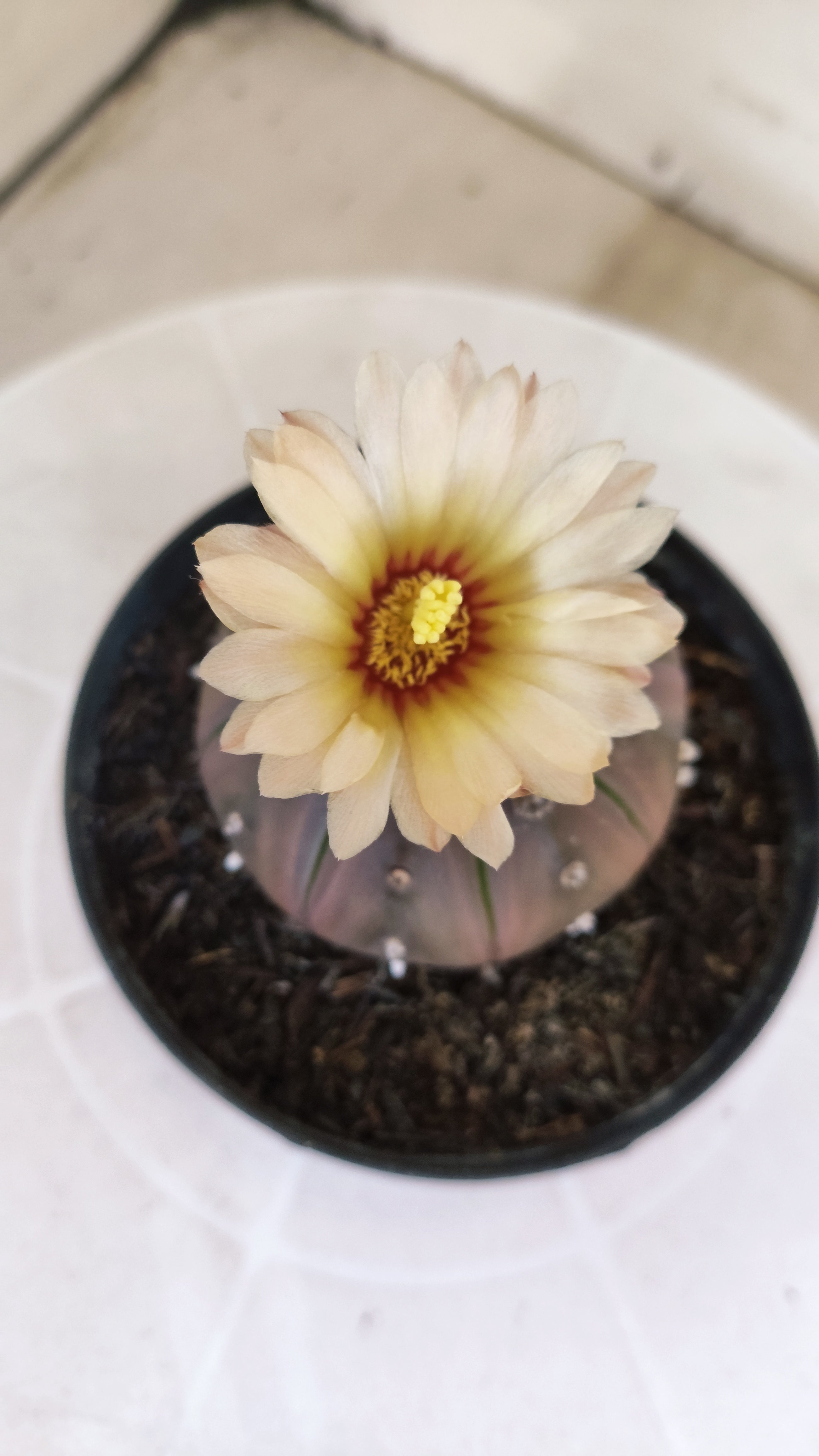 ASTROPHYTUM ASTERIAS “Purple”  Nº 1133 – vaso 11