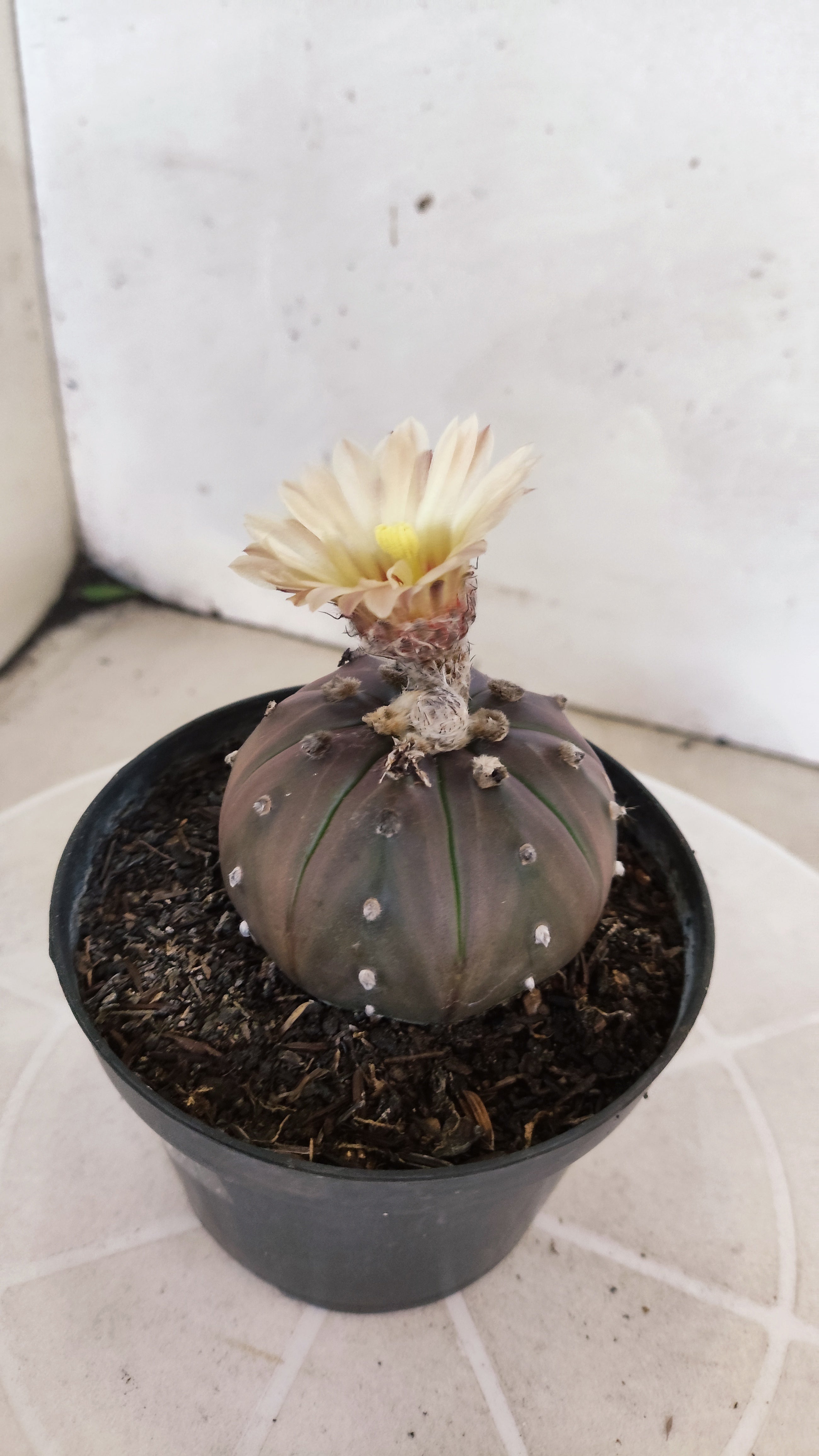 ASTROPHYTUM ASTERIAS “Purple”  Nº 1133 – vaso 11