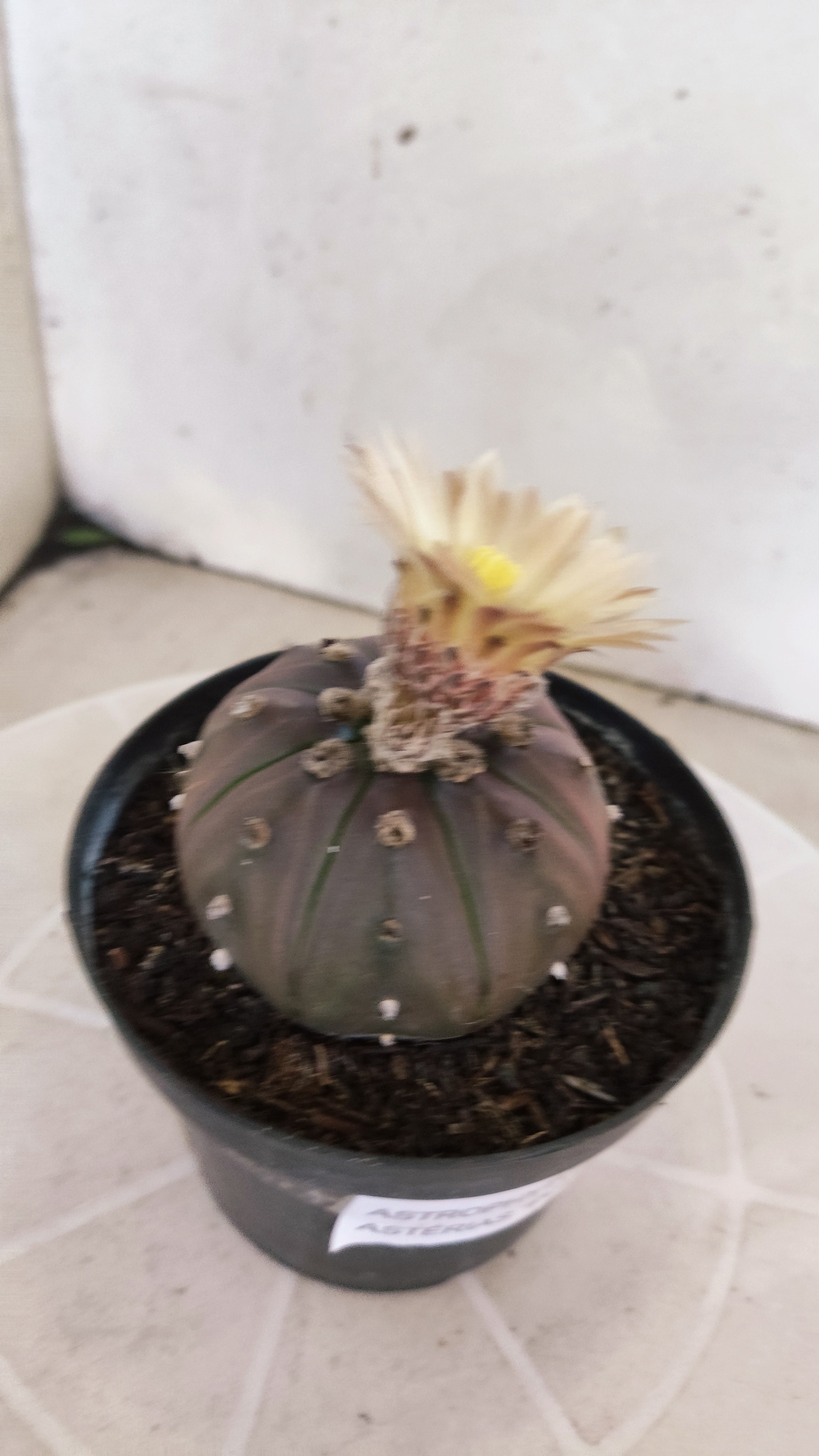 ASTROPHYTUM ASTERIAS “Purple”  Nº 1133 – vaso 11