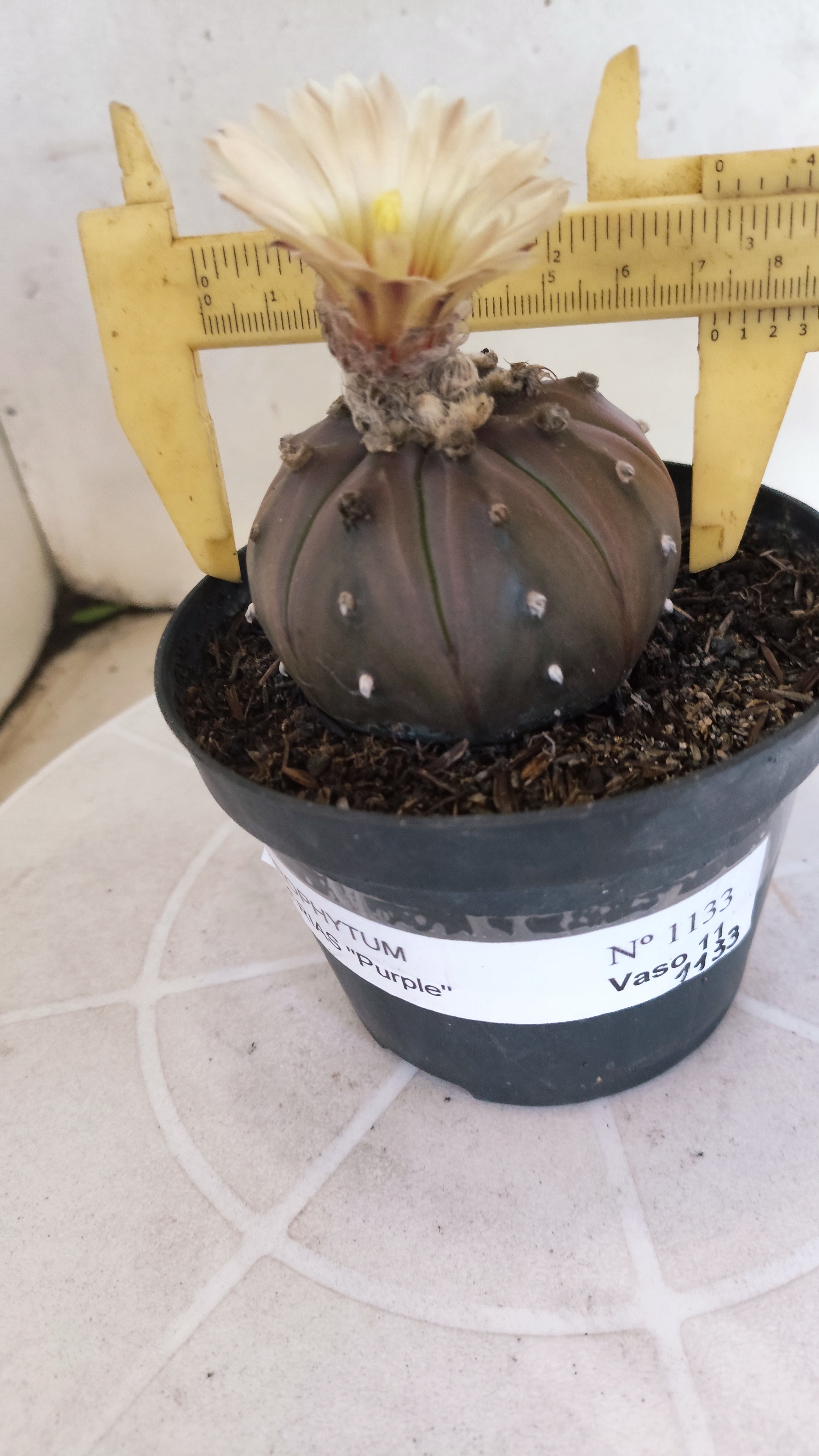 ASTROPHYTUM ASTERIAS “Purple”  Nº 1133 – vaso 11