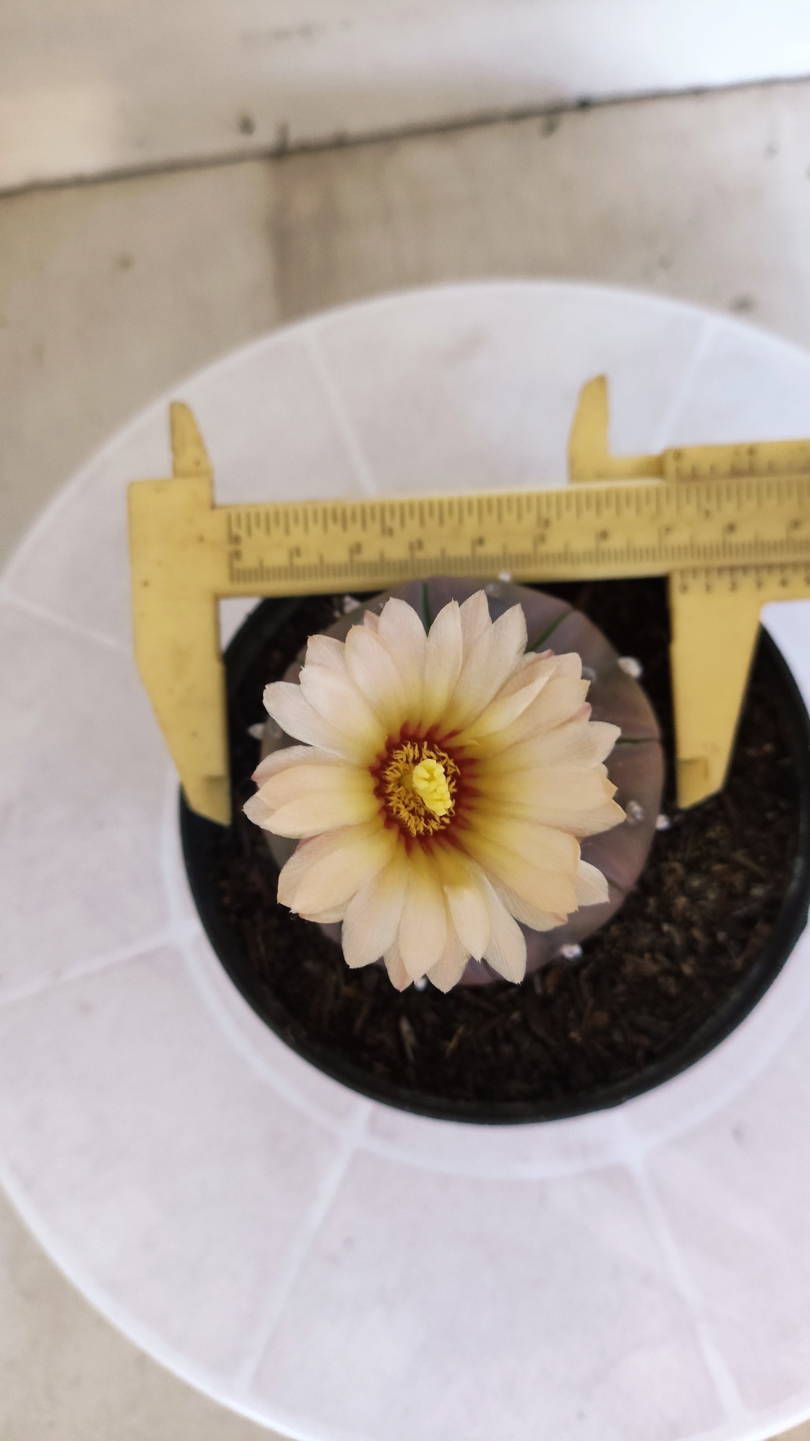ASTROPHYTUM ASTERIAS “Purple”  Nº 1133 – vaso 11