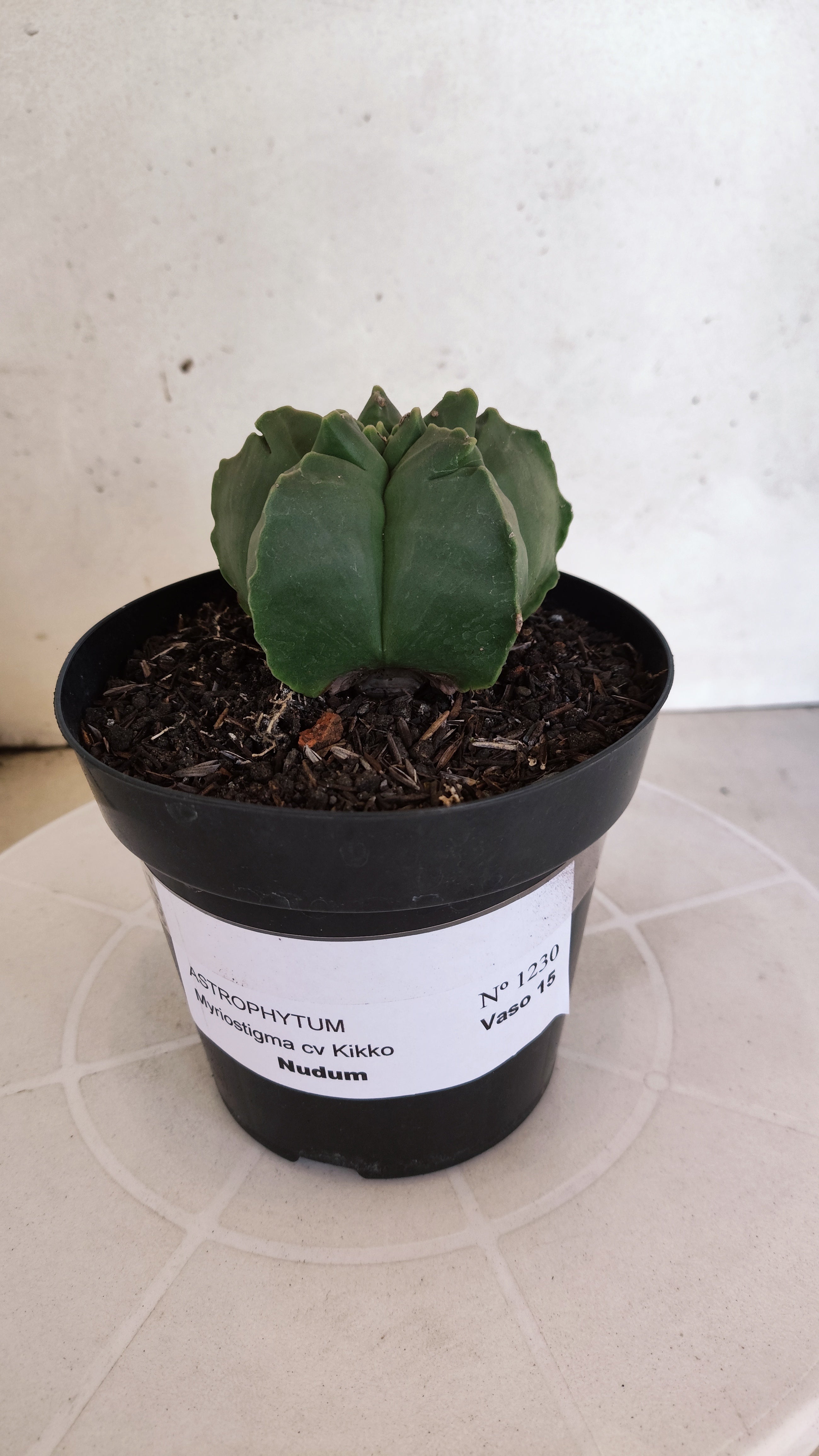 MATRIZ ASTROPHYTUM cv KIKKO "Nudum"  Nº 1230 – vaso 15