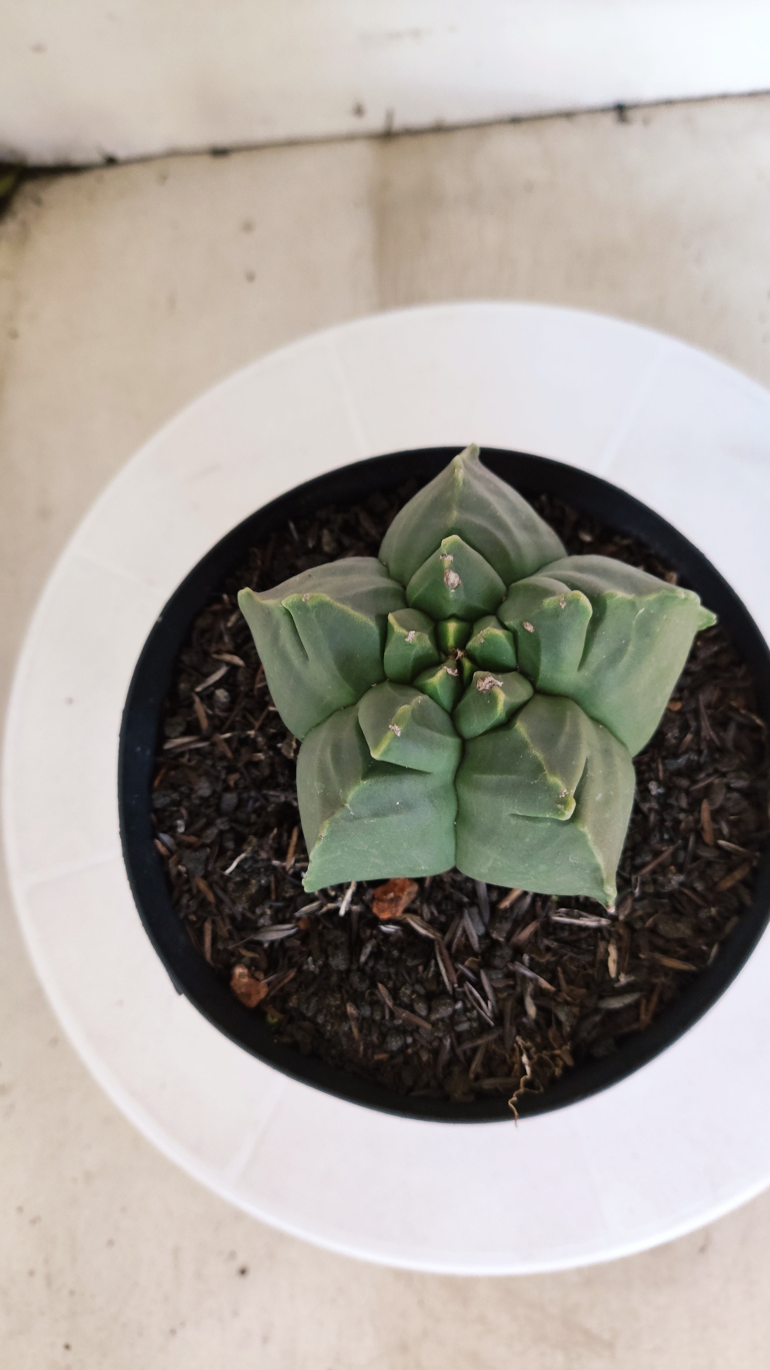 MATRIZ ASTROPHYTUM cv KIKKO "Nudum"  Nº 1230 – vaso 15
