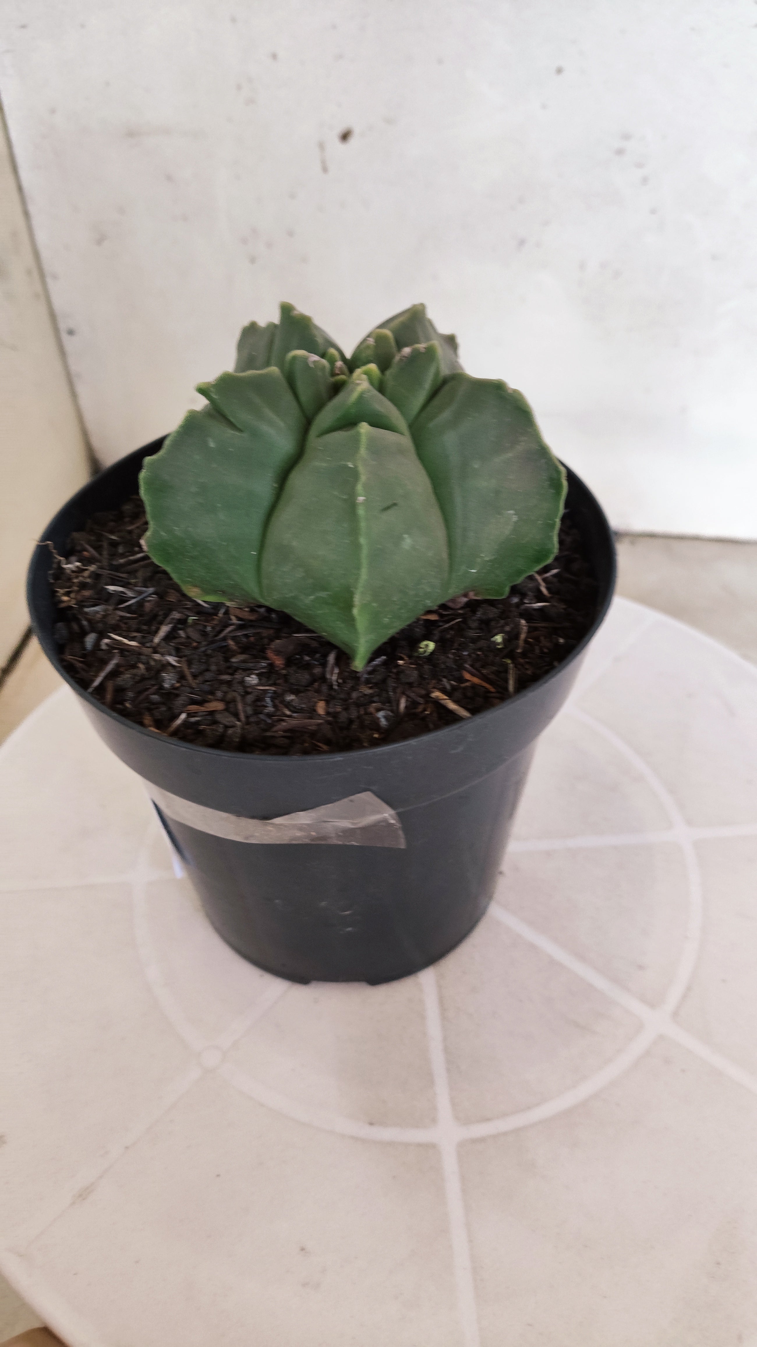 MATRIZ ASTROPHYTUM cv KIKKO "Nudum"  Nº 1230 – vaso 15