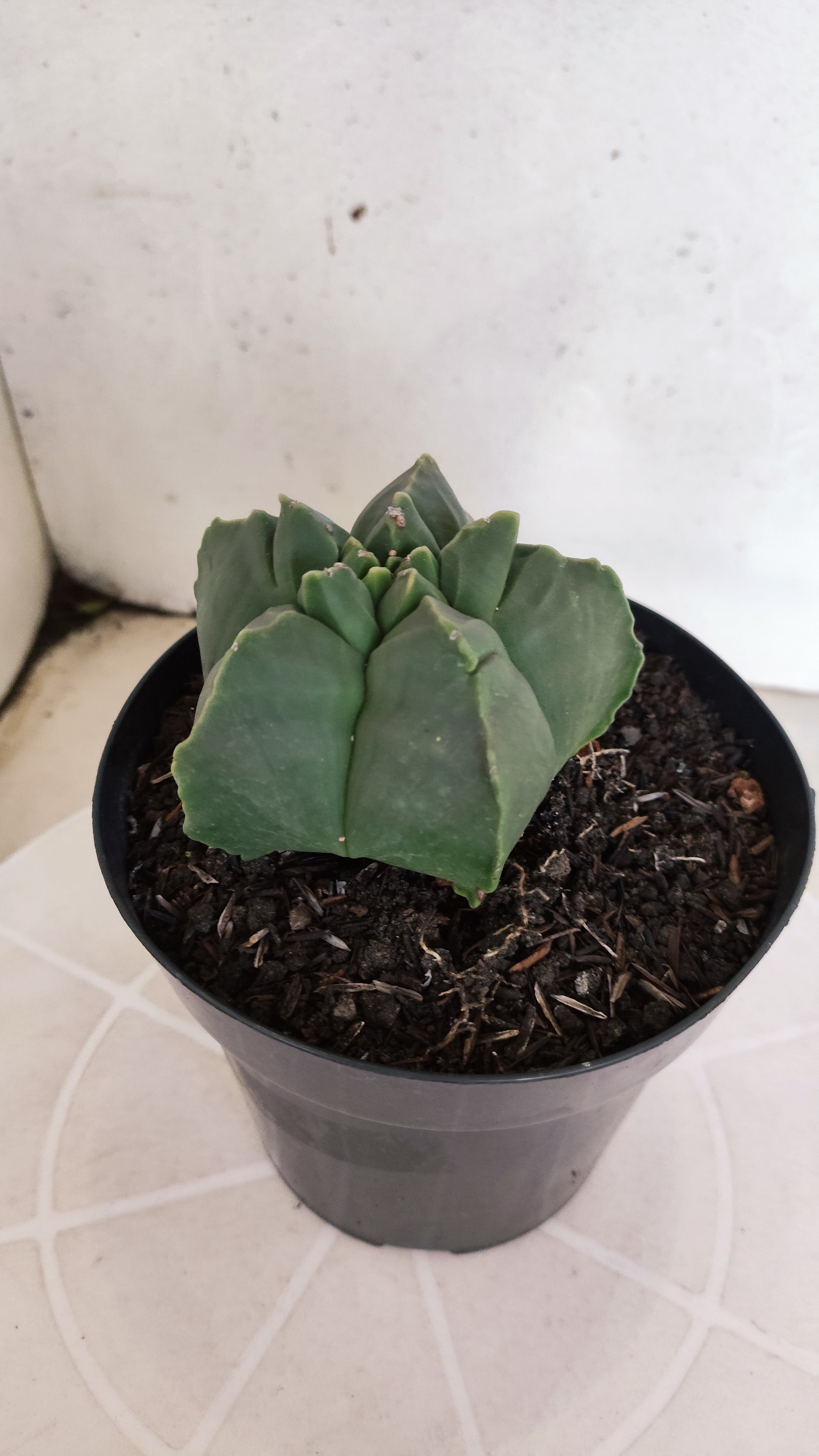 MATRIZ ASTROPHYTUM cv KIKKO "Nudum"  Nº 1230 – vaso 15