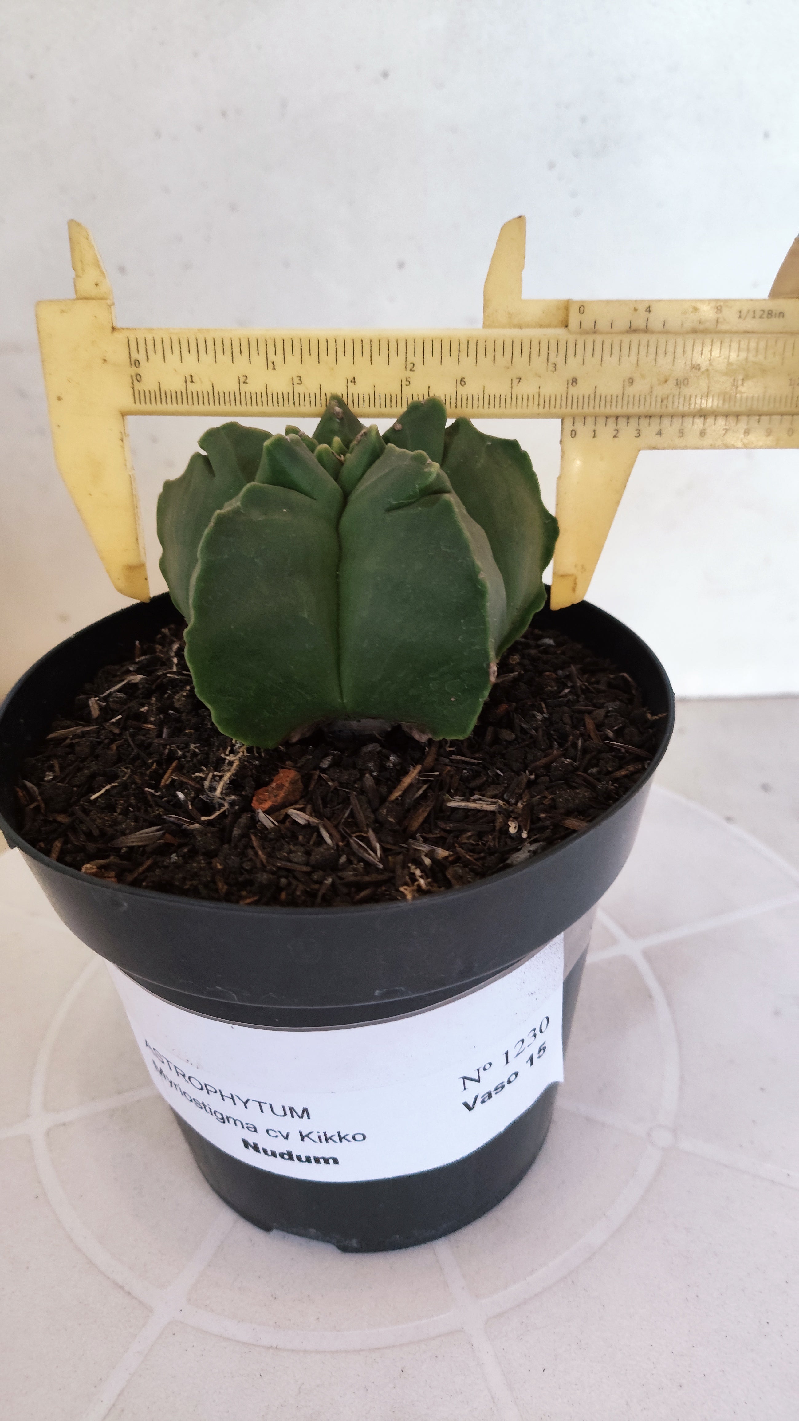 MATRIZ ASTROPHYTUM cv KIKKO "Nudum"  Nº 1230 – vaso 15