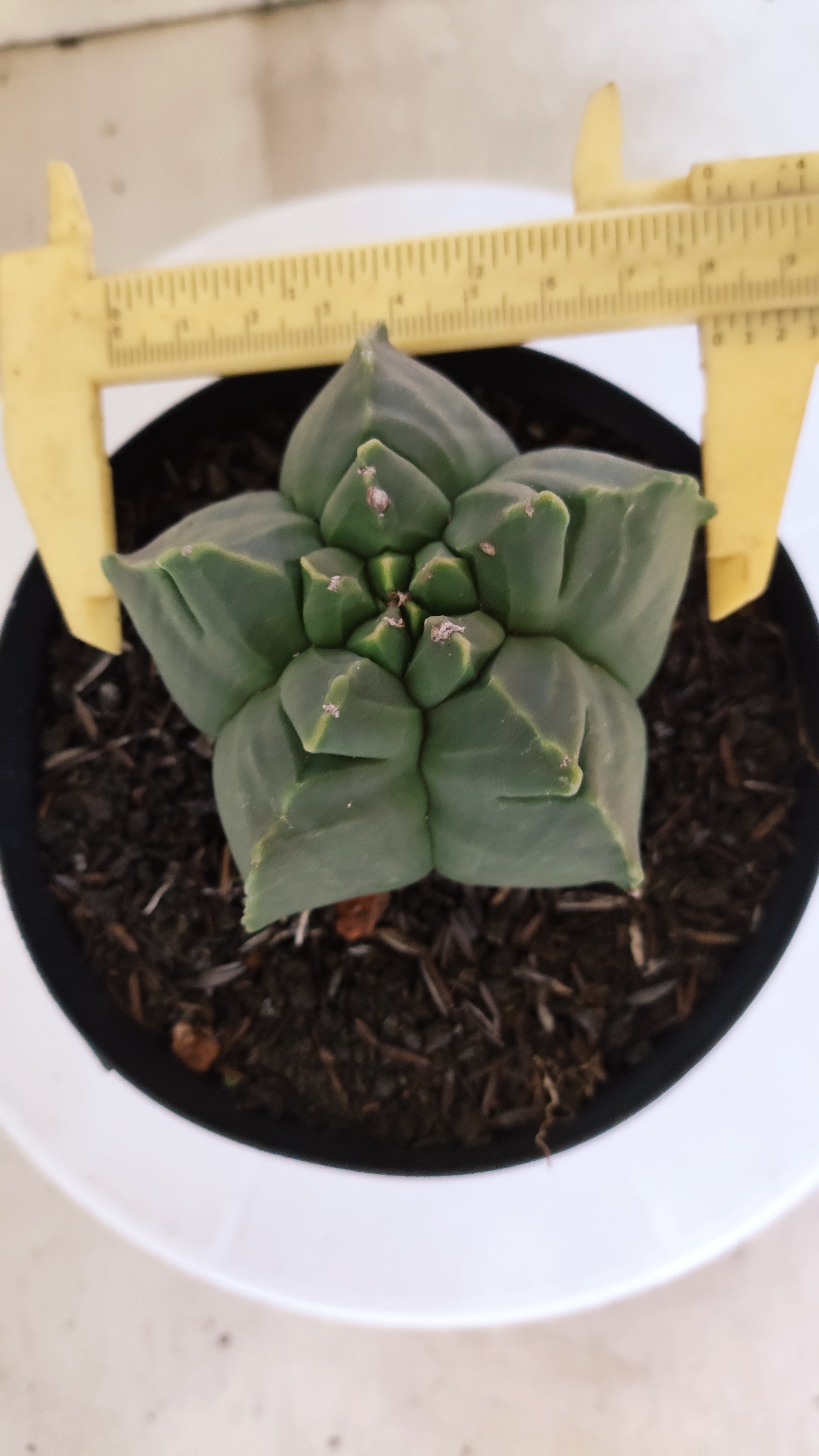 MATRIZ ASTROPHYTUM cv KIKKO "Nudum"  Nº 1230 – vaso 15