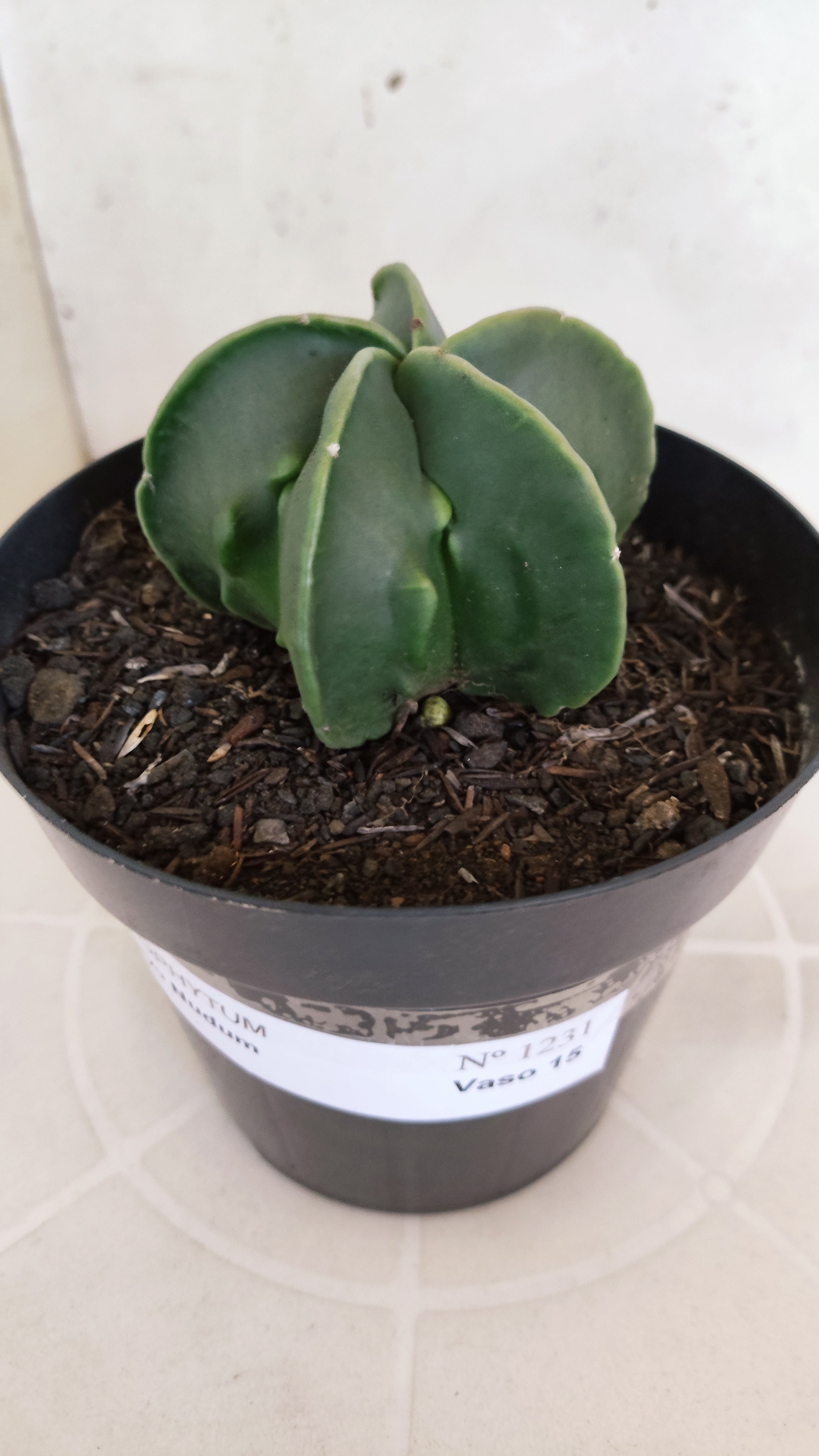 MATRIZ ASTROPHYTUM cv KIKKO "Fukuryu Nudum"  Nº 1231 – vaso 15