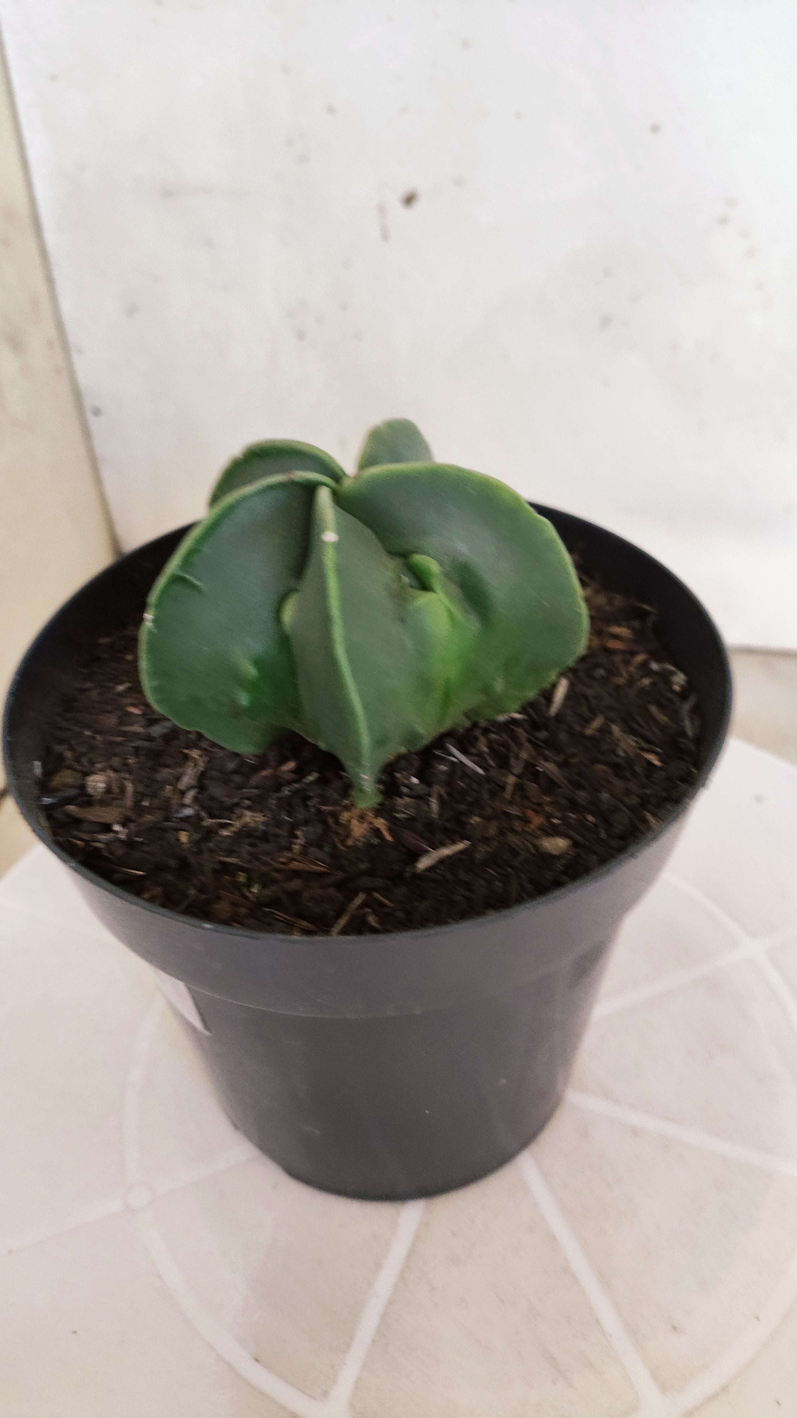 MATRIZ ASTROPHYTUM cv KIKKO "Fukuryu Nudum"  Nº 1231 – vaso 15