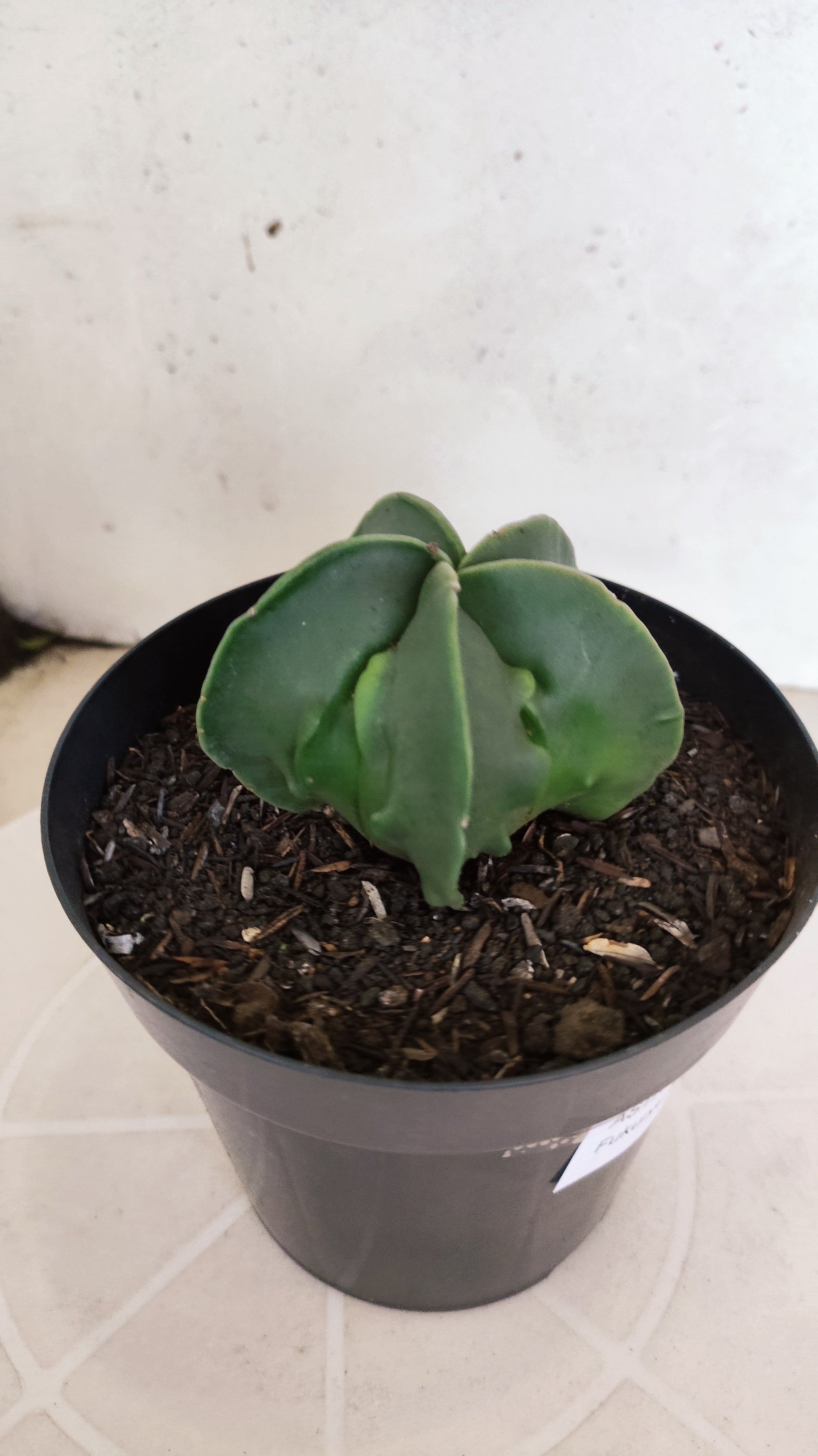 MATRIZ ASTROPHYTUM cv KIKKO "Fukuryu Nudum"  Nº 1231 – vaso 15