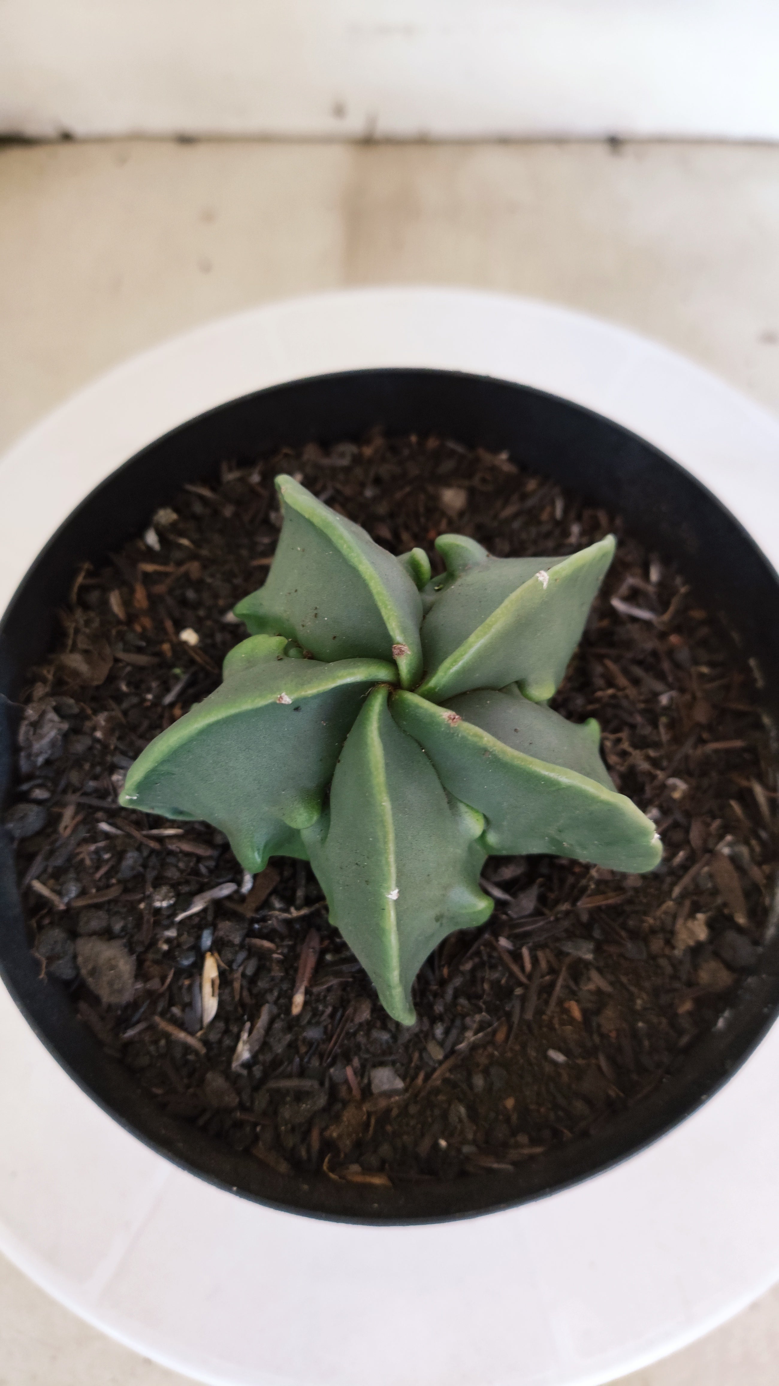 MATRIZ ASTROPHYTUM cv KIKKO "Fukuryu Nudum"  Nº 1231 – vaso 15