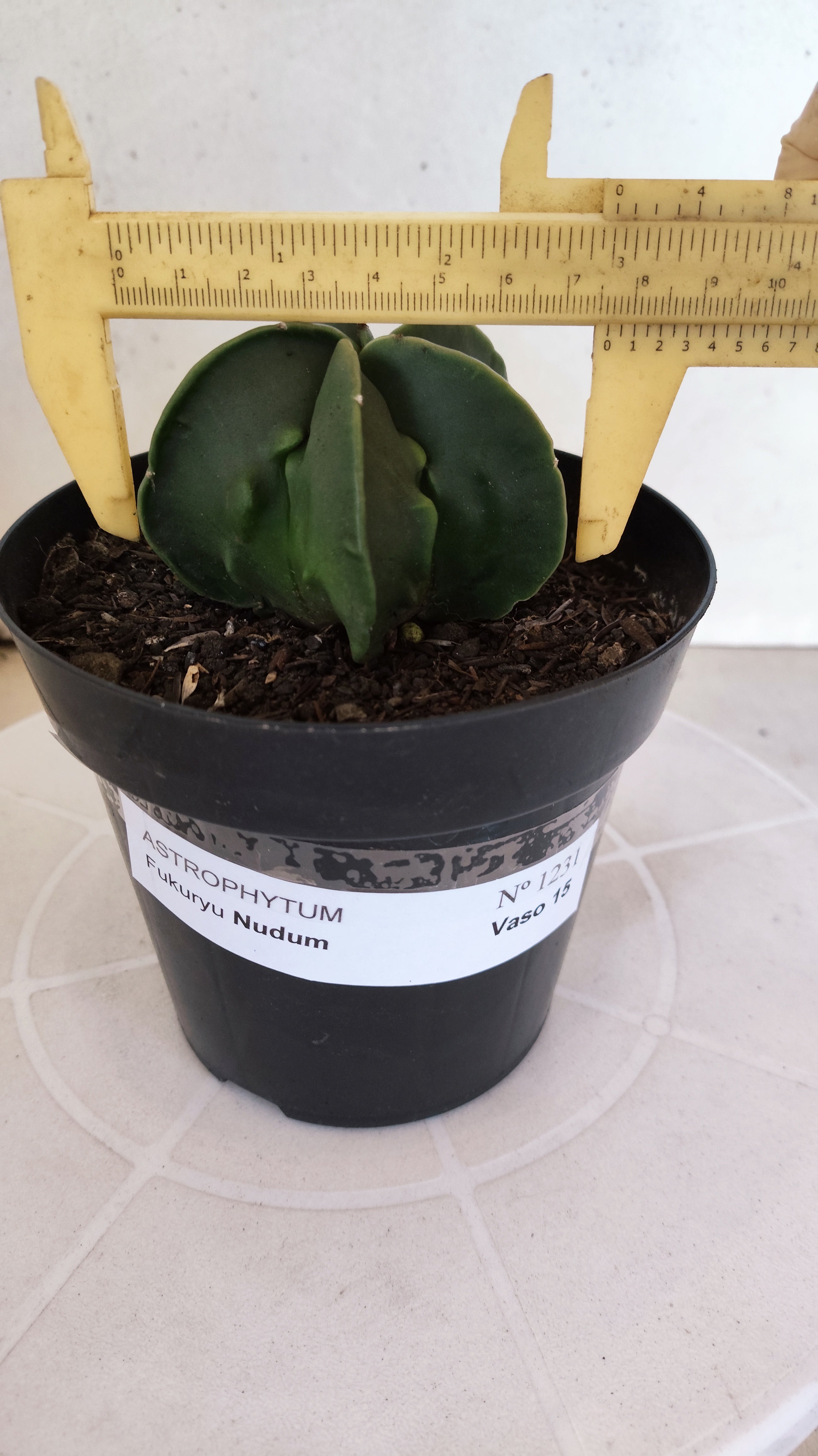 MATRIZ ASTROPHYTUM cv KIKKO "Fukuryu Nudum"  Nº 1231 – vaso 15