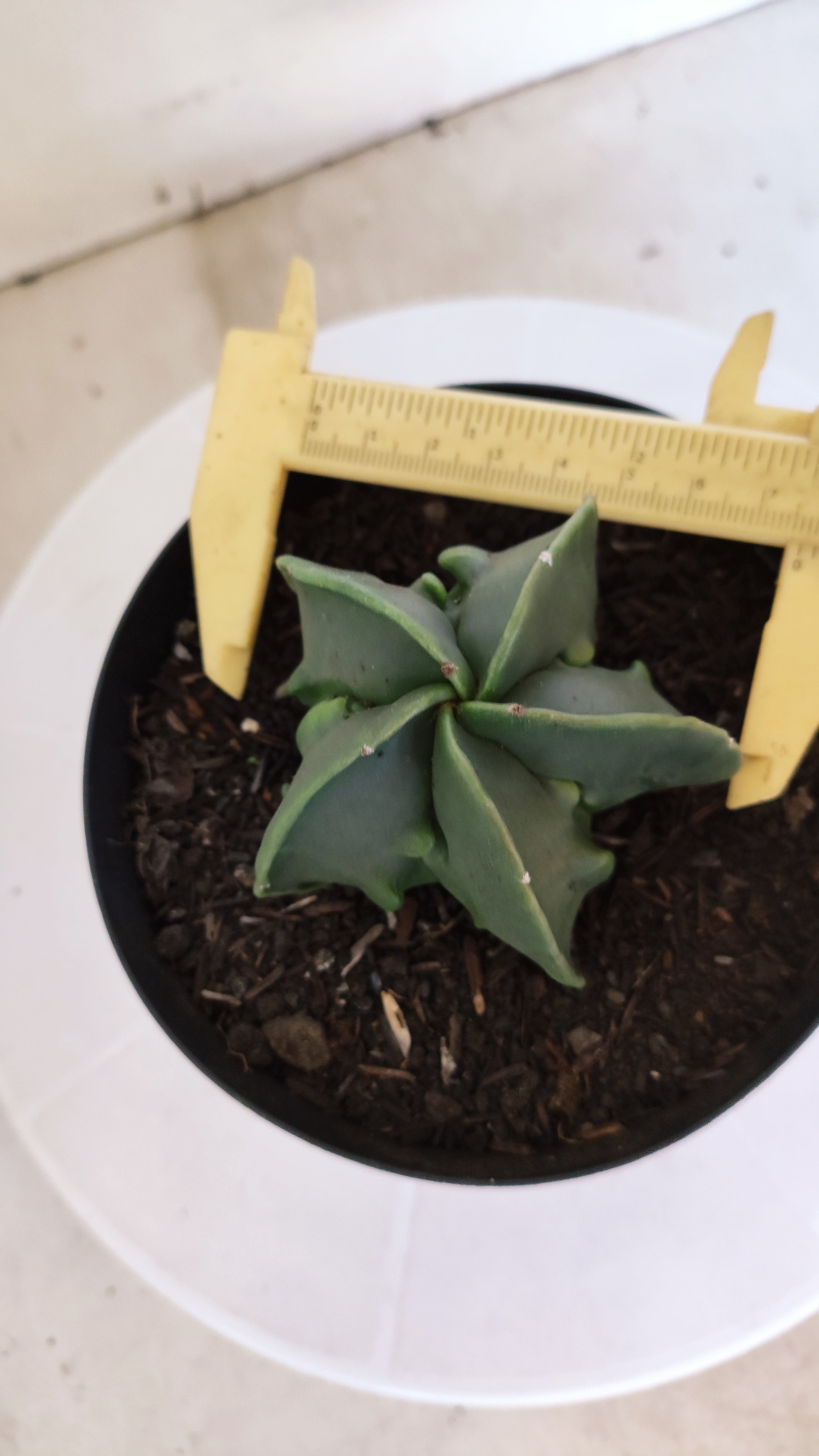 MATRIZ ASTROPHYTUM cv KIKKO "Fukuryu Nudum"  Nº 1231 – vaso 15