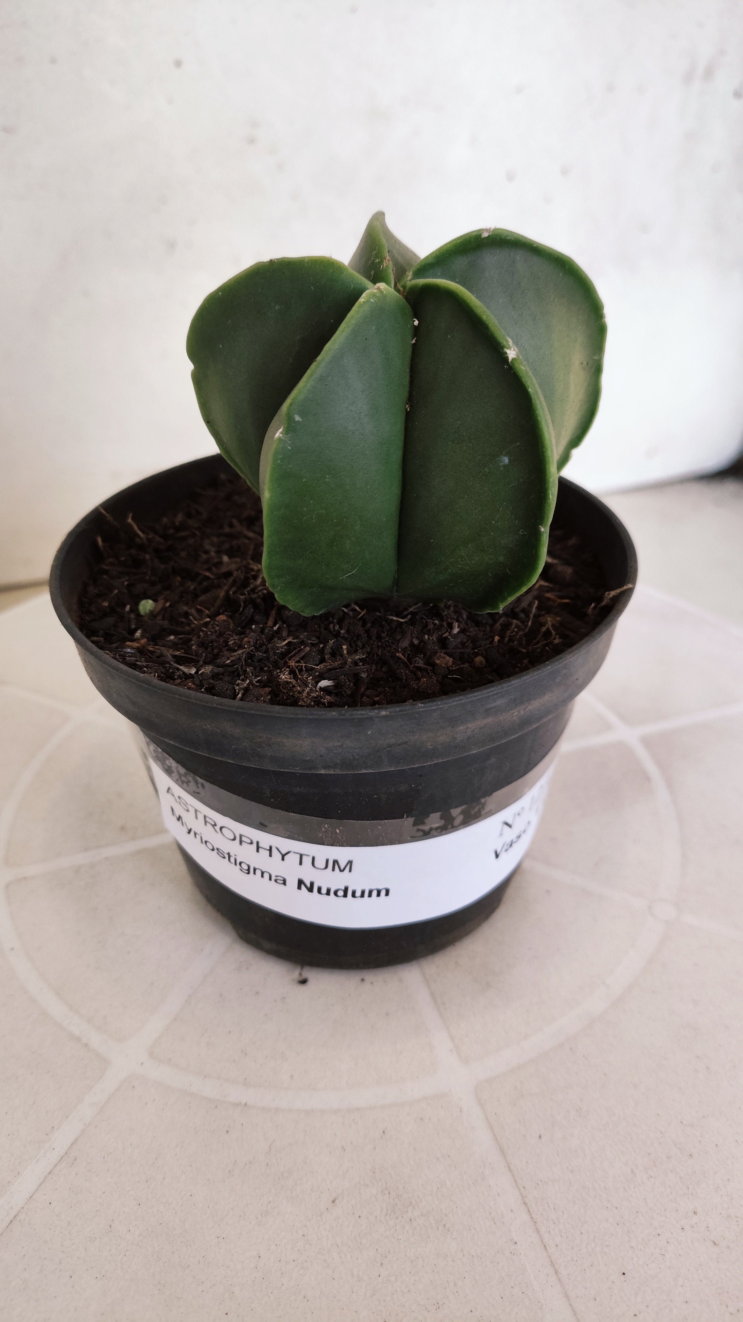 ASTROPHYTUM MYRIOSTIGMA "Nudum" Nº 1232 – vaso 11
