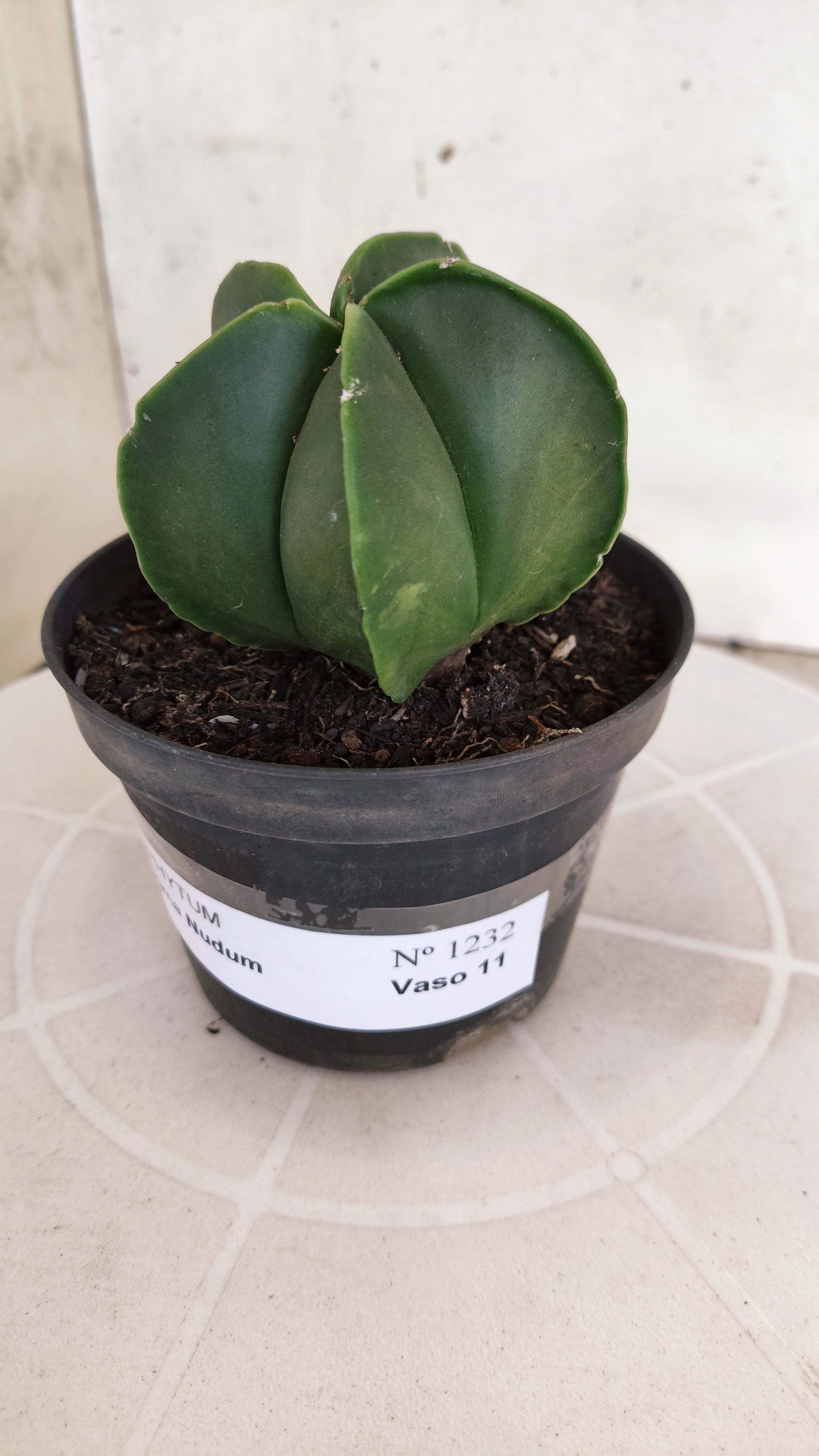 ASTROPHYTUM MYRIOSTIGMA "Nudum" Nº 1232 – vaso 11