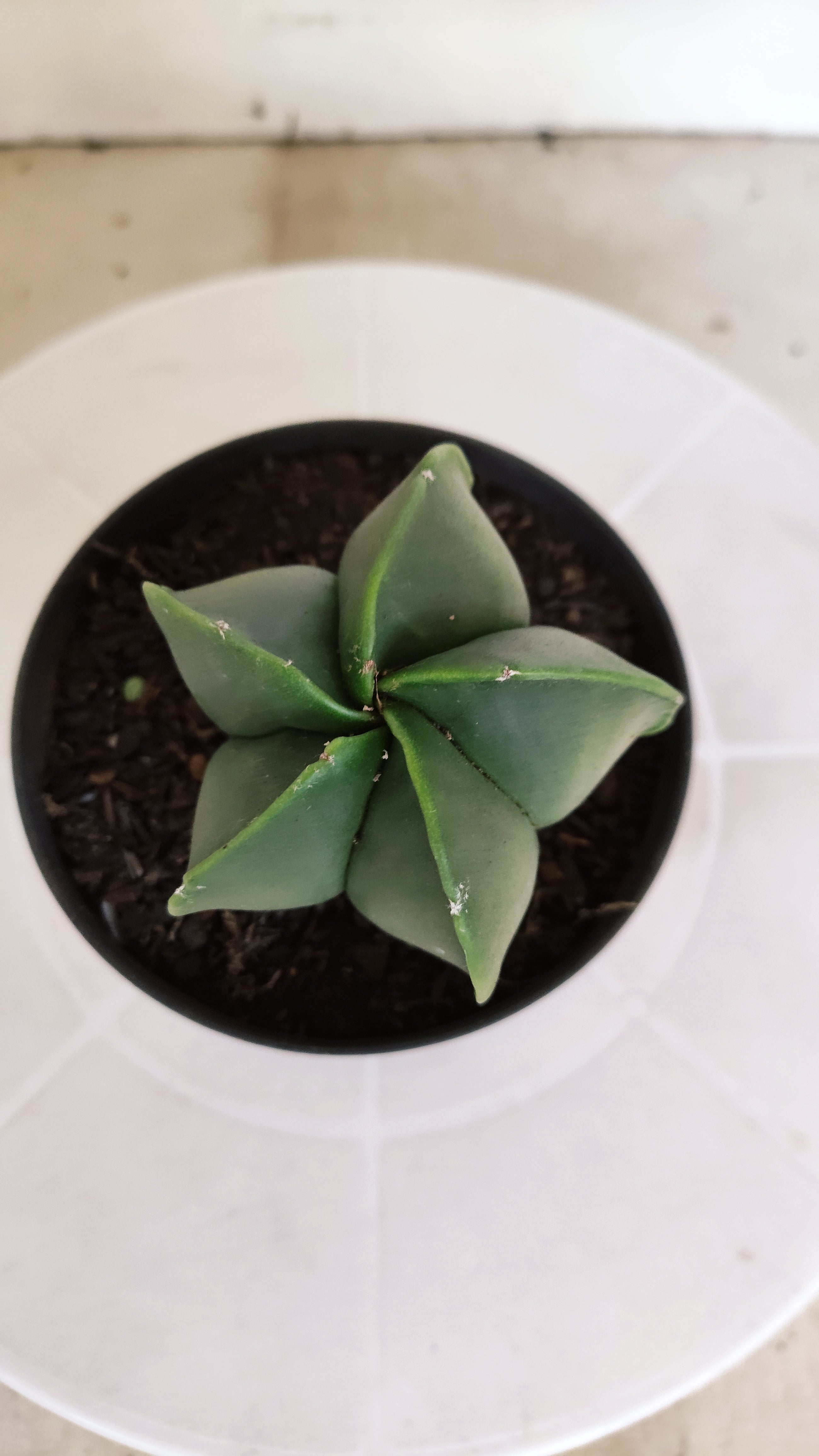 ASTROPHYTUM MYRIOSTIGMA "Nudum" Nº 1232 – vaso 11