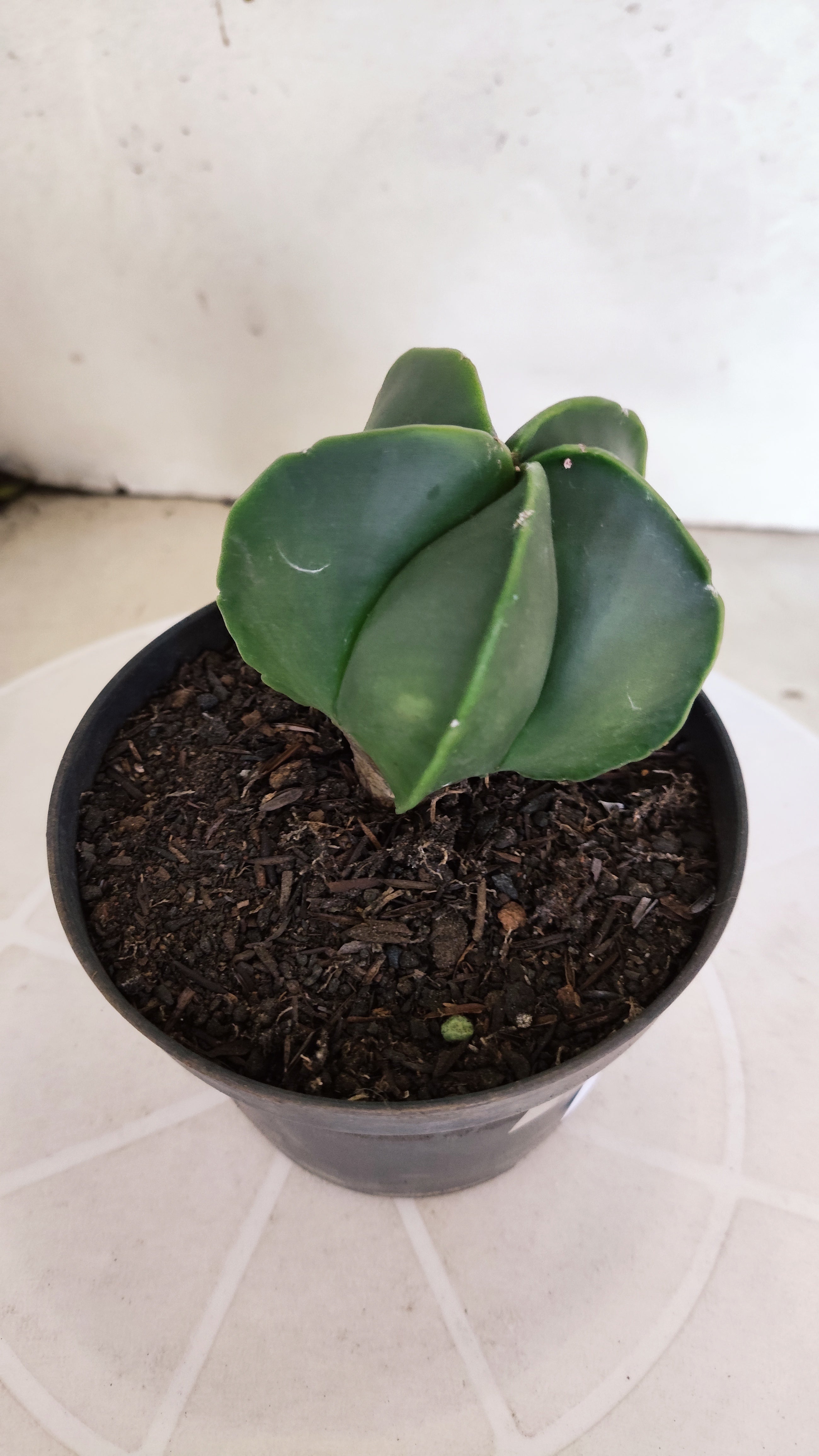 ASTROPHYTUM MYRIOSTIGMA "Nudum" Nº 1232 – vaso 11