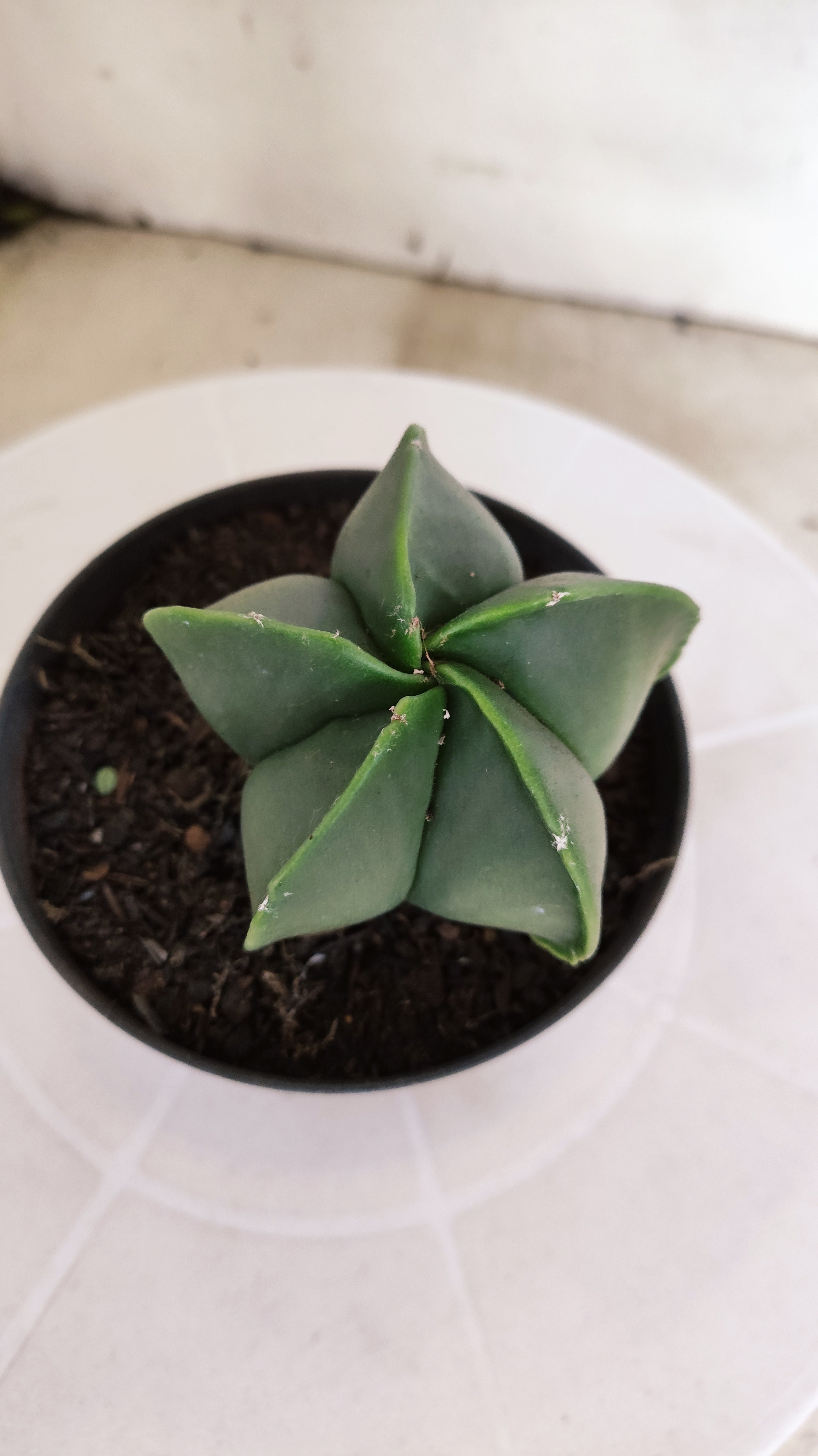 ASTROPHYTUM MYRIOSTIGMA "Nudum" Nº 1232 – vaso 11