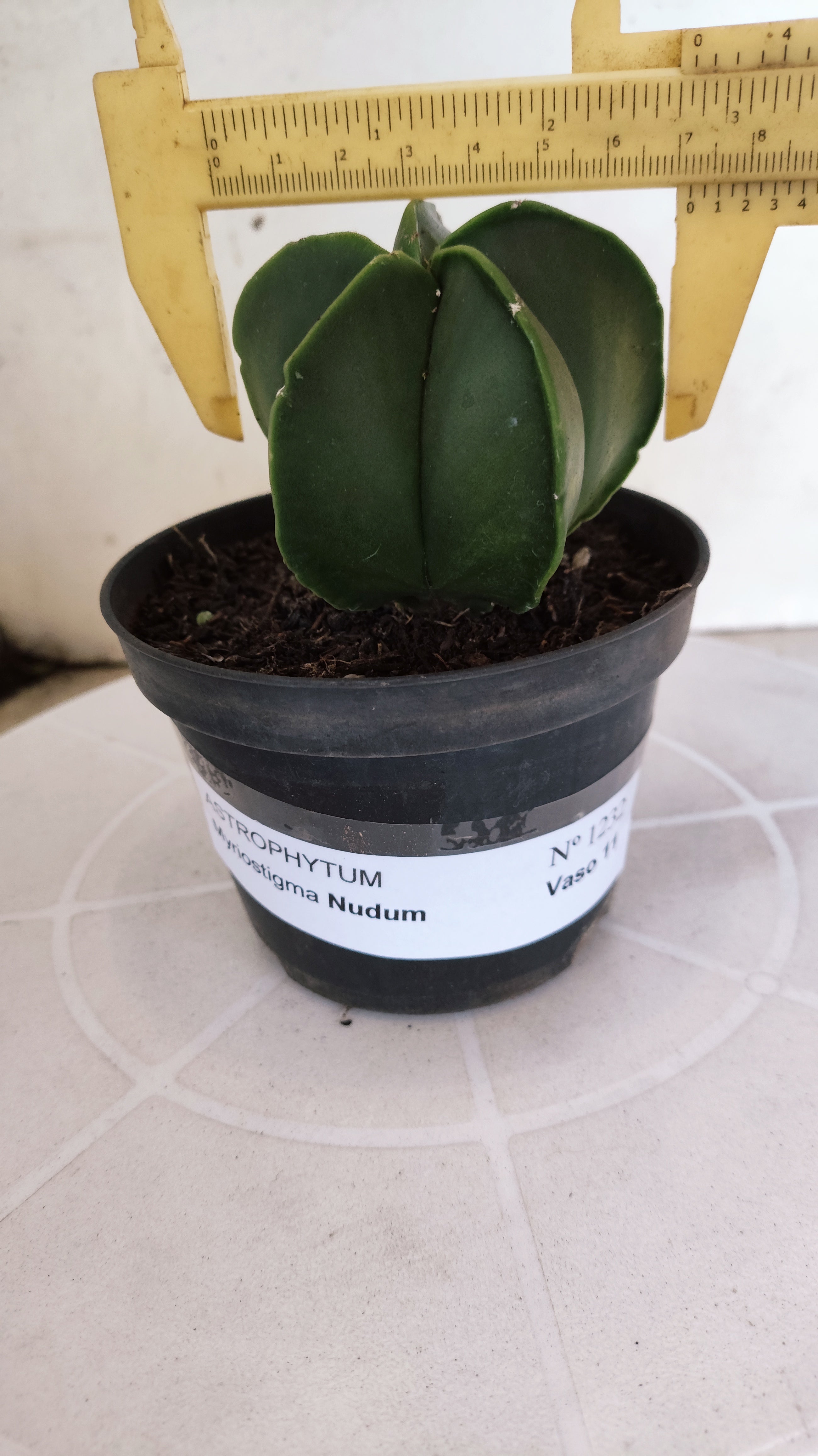 ASTROPHYTUM MYRIOSTIGMA "Nudum" Nº 1232 – vaso 11