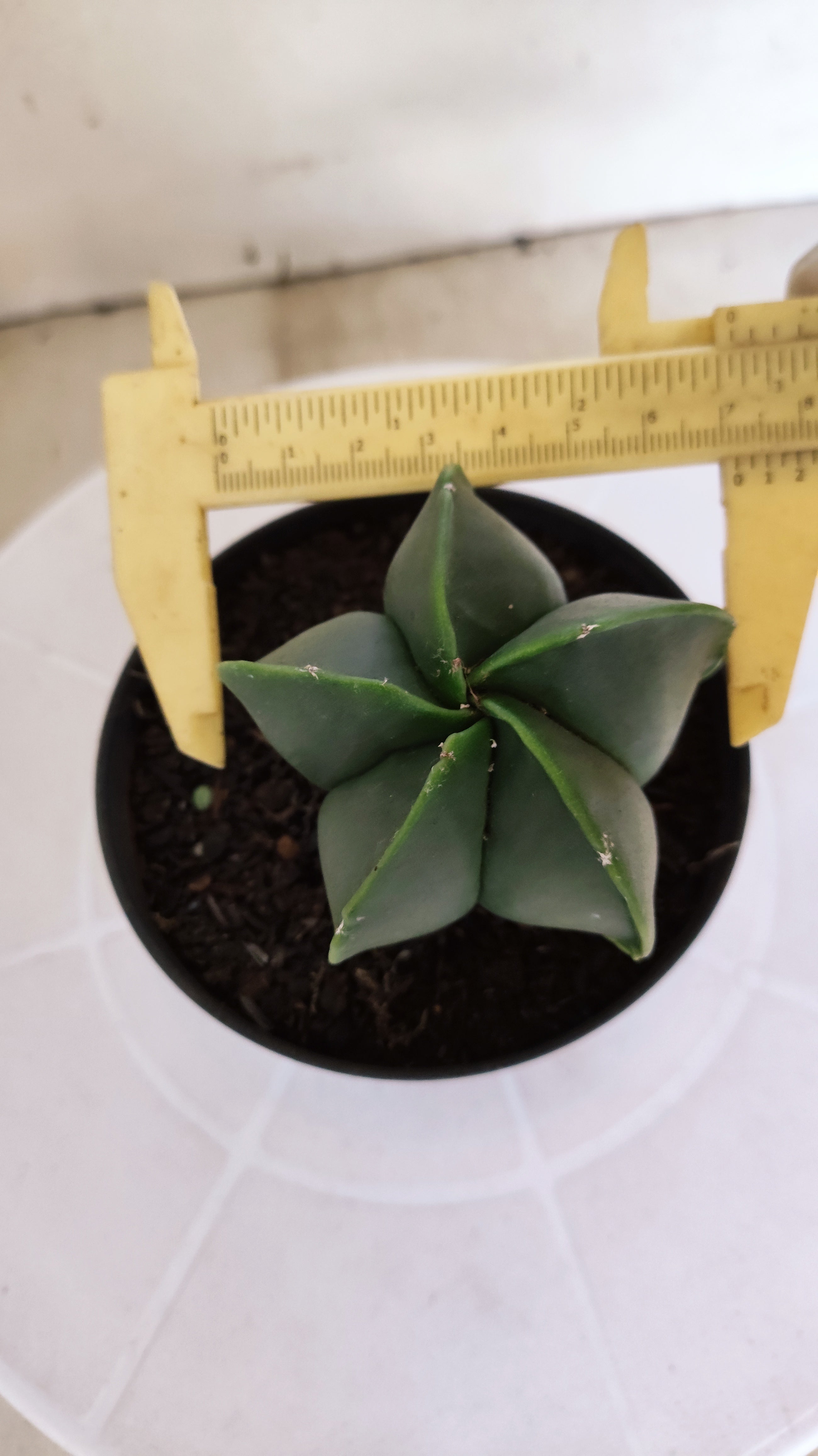 ASTROPHYTUM MYRIOSTIGMA "Nudum" Nº 1232 – vaso 11