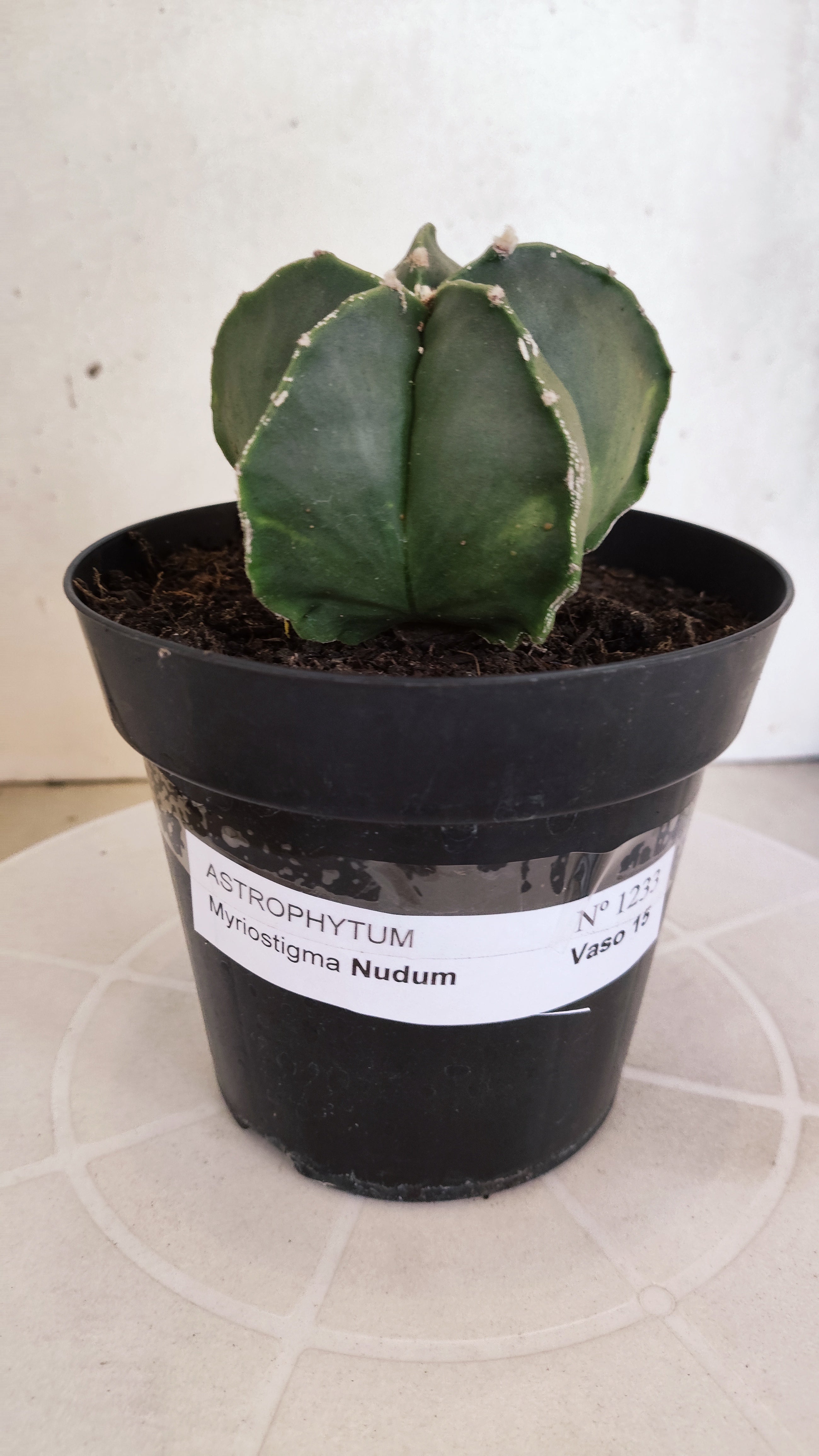 MATRIZ ASTROPHYTUM Myriostigma "Nudum"  Nº 1233 – vaso 15