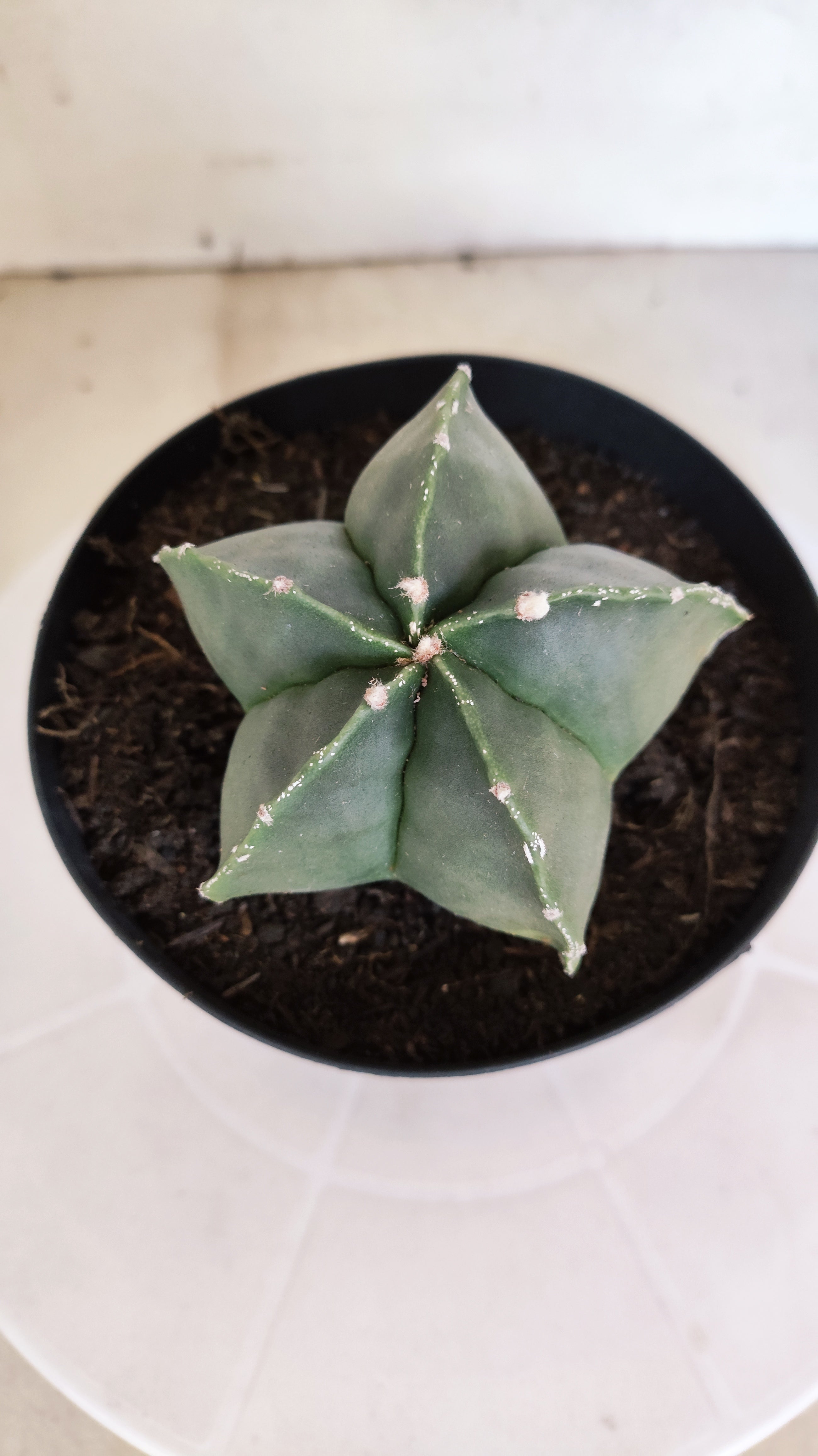 MATRIZ ASTROPHYTUM Myriostigma "Nudum"  Nº 1233 – vaso 15