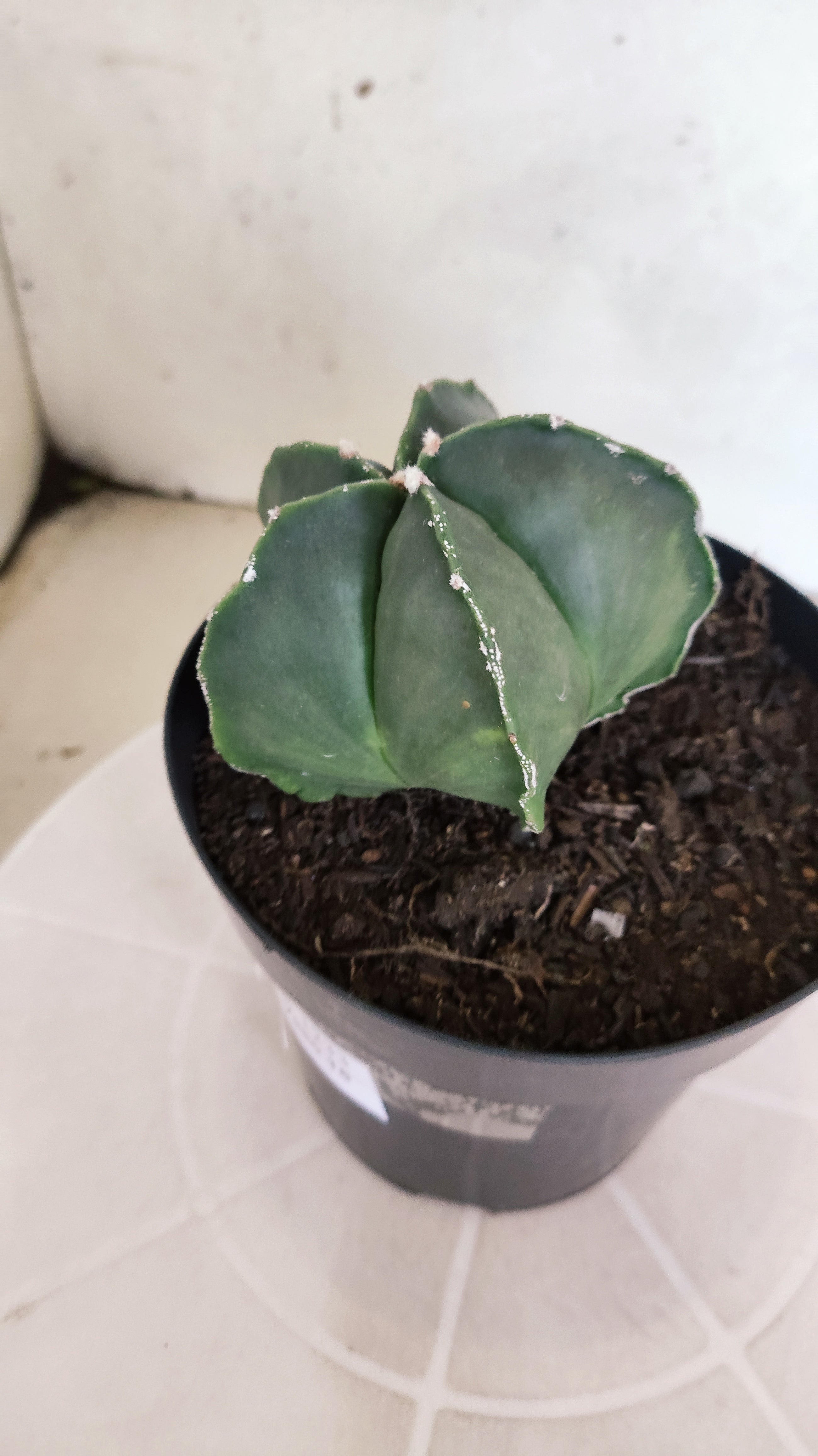 MATRIZ ASTROPHYTUM Myriostigma "Nudum"  Nº 1233 – vaso 15