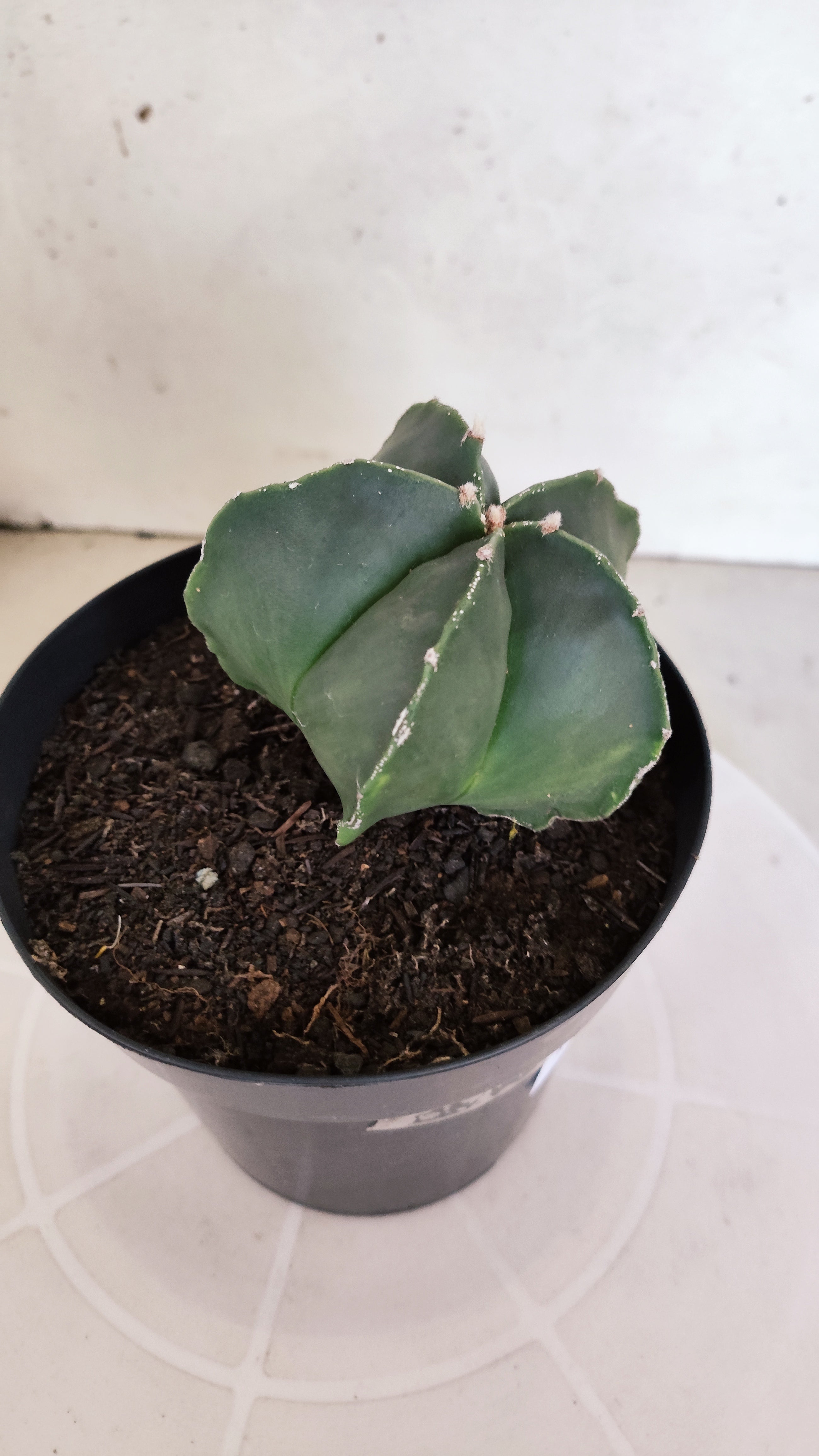 MATRIZ ASTROPHYTUM Myriostigma "Nudum"  Nº 1233 – vaso 15