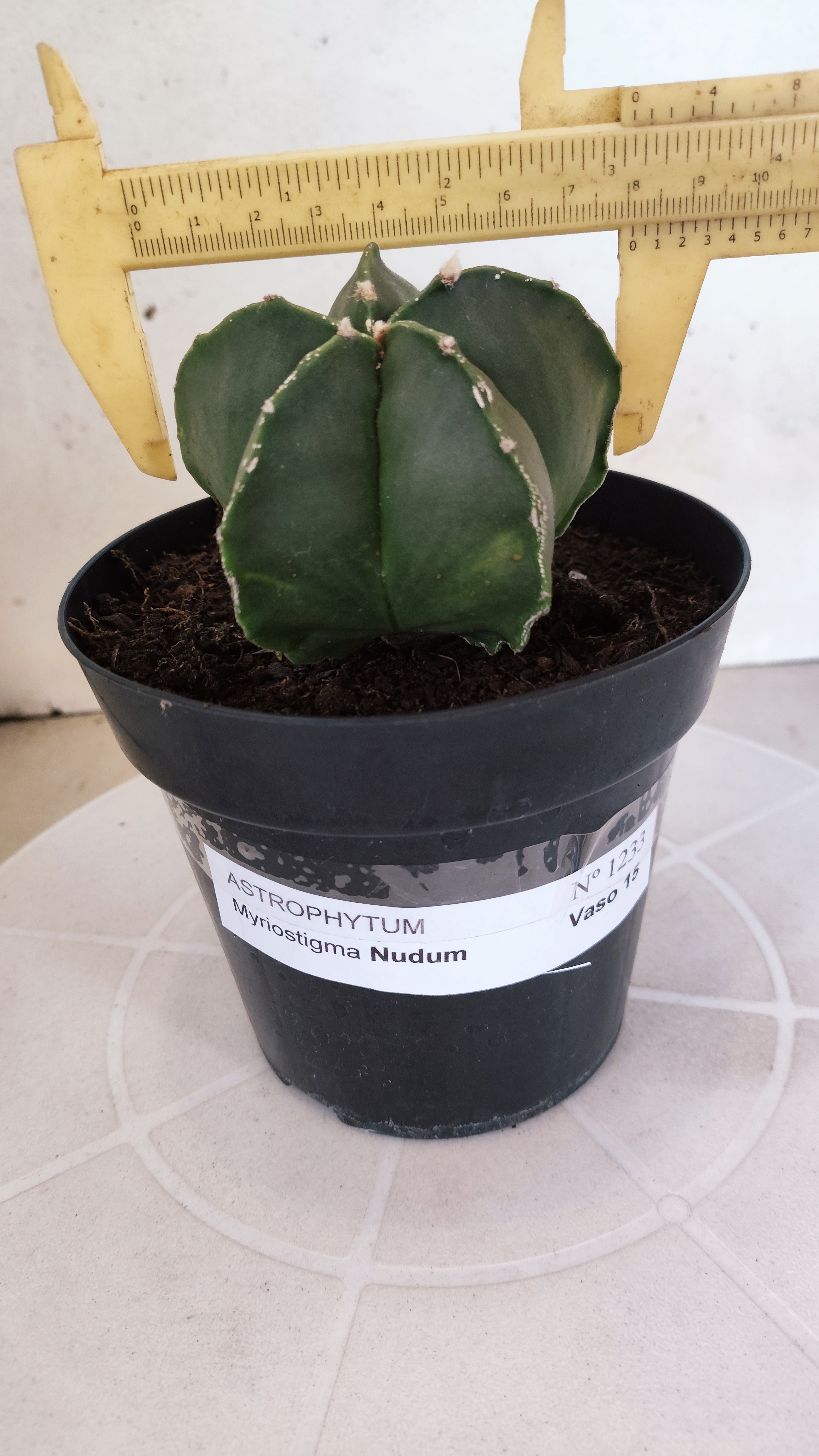 MATRIZ ASTROPHYTUM Myriostigma "Nudum"  Nº 1233 – vaso 15