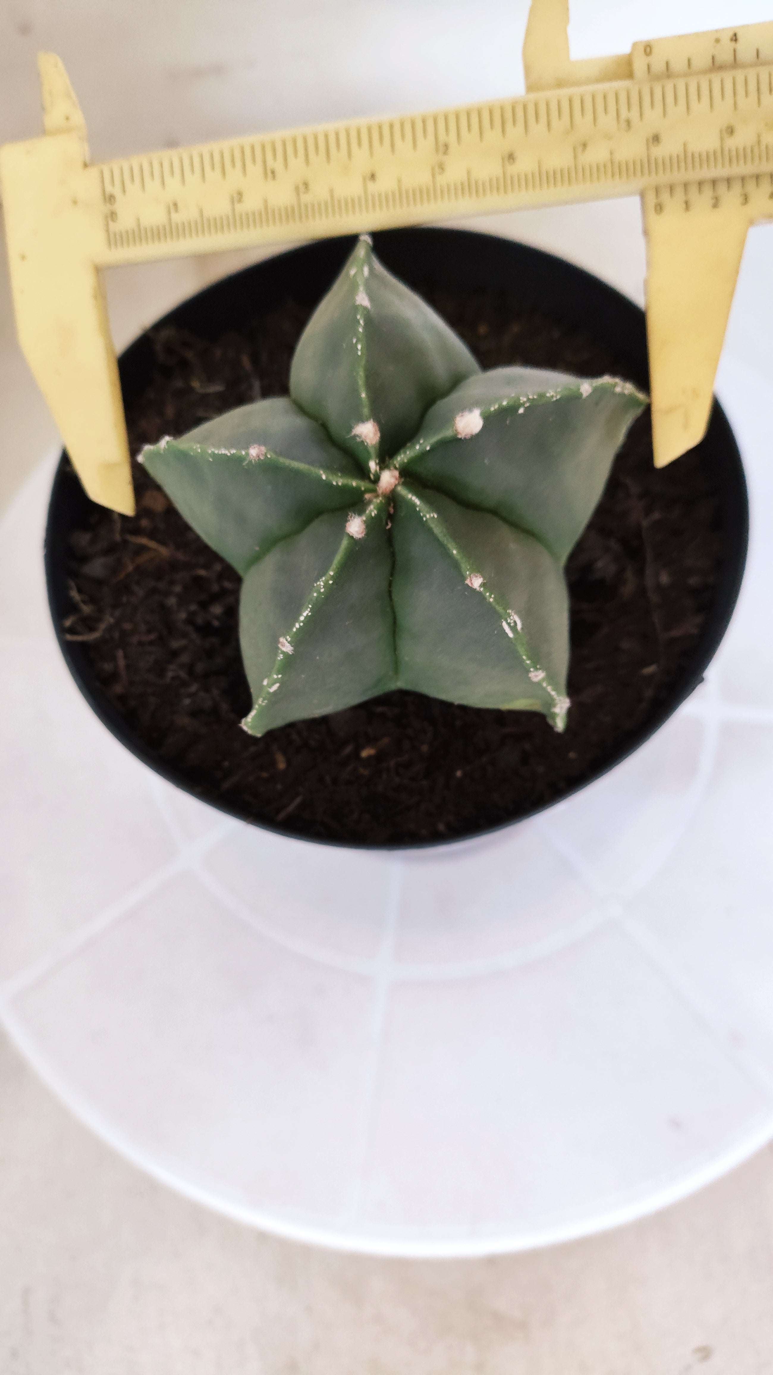 MATRIZ ASTROPHYTUM Myriostigma "Nudum"  Nº 1233 – vaso 15