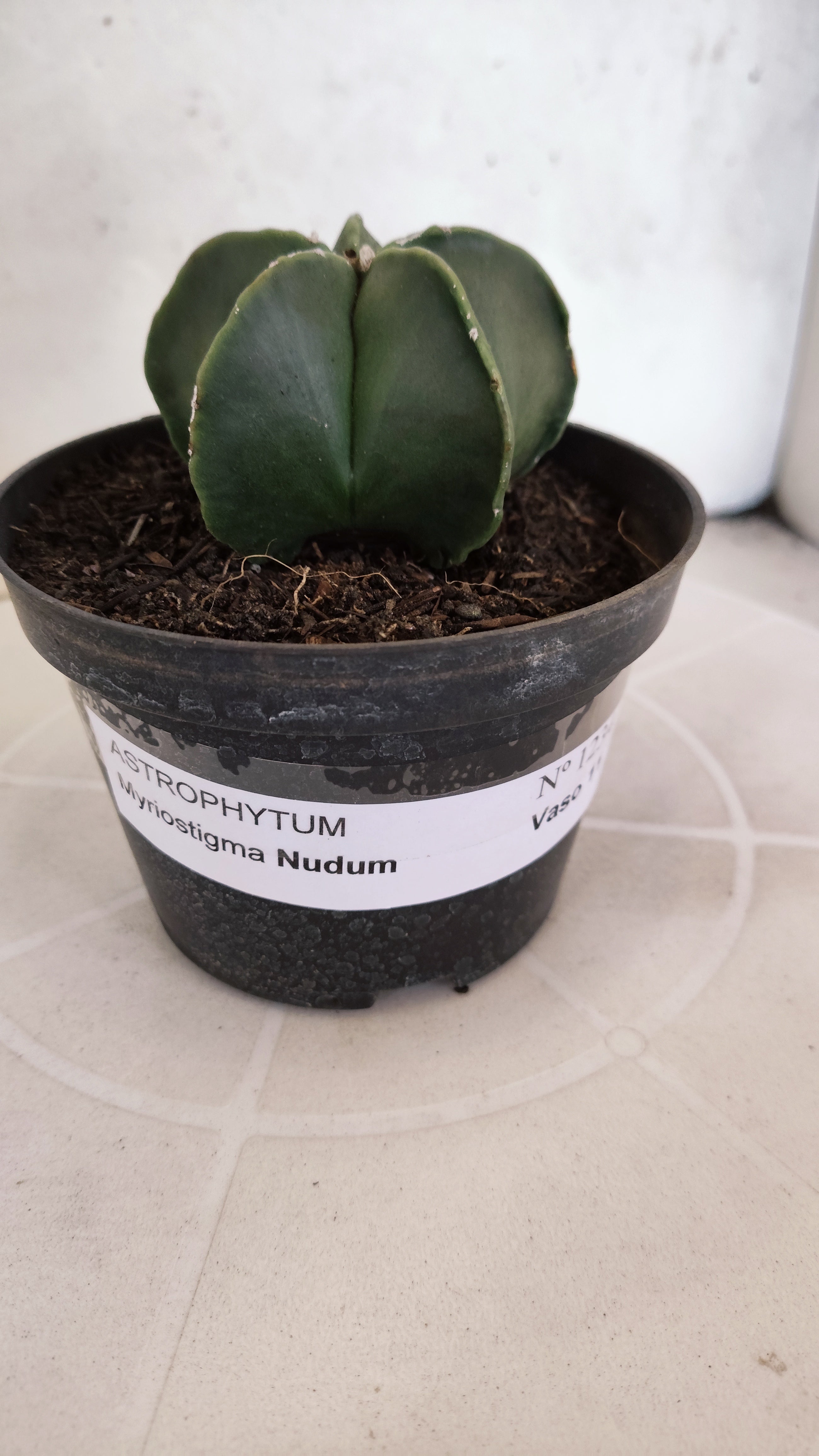 ASTROPHYTUM MYRIOSTIGMA "Nudum" Nº 1234 – vaso 11