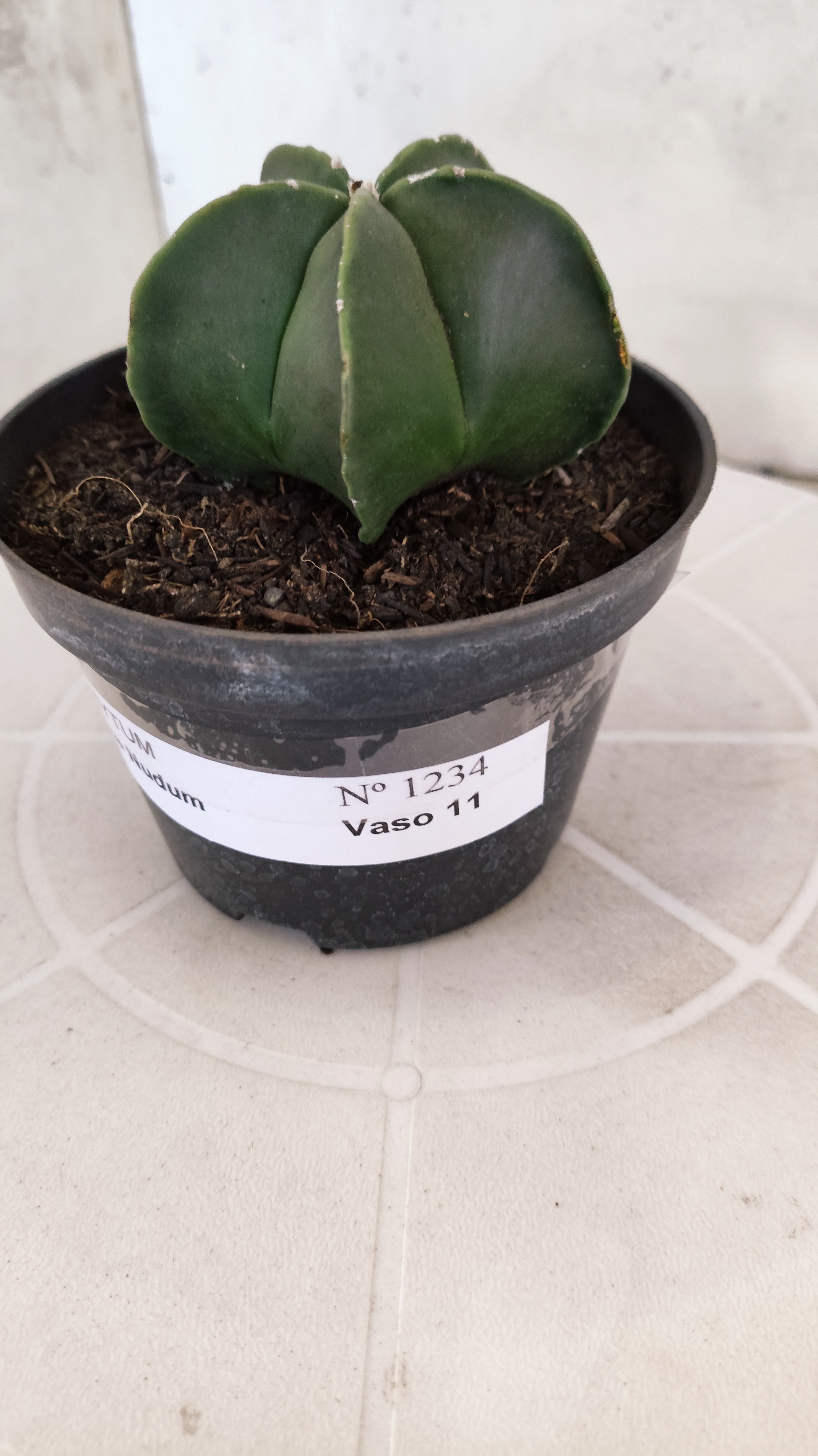 ASTROPHYTUM MYRIOSTIGMA "Nudum" Nº 1234 – vaso 11