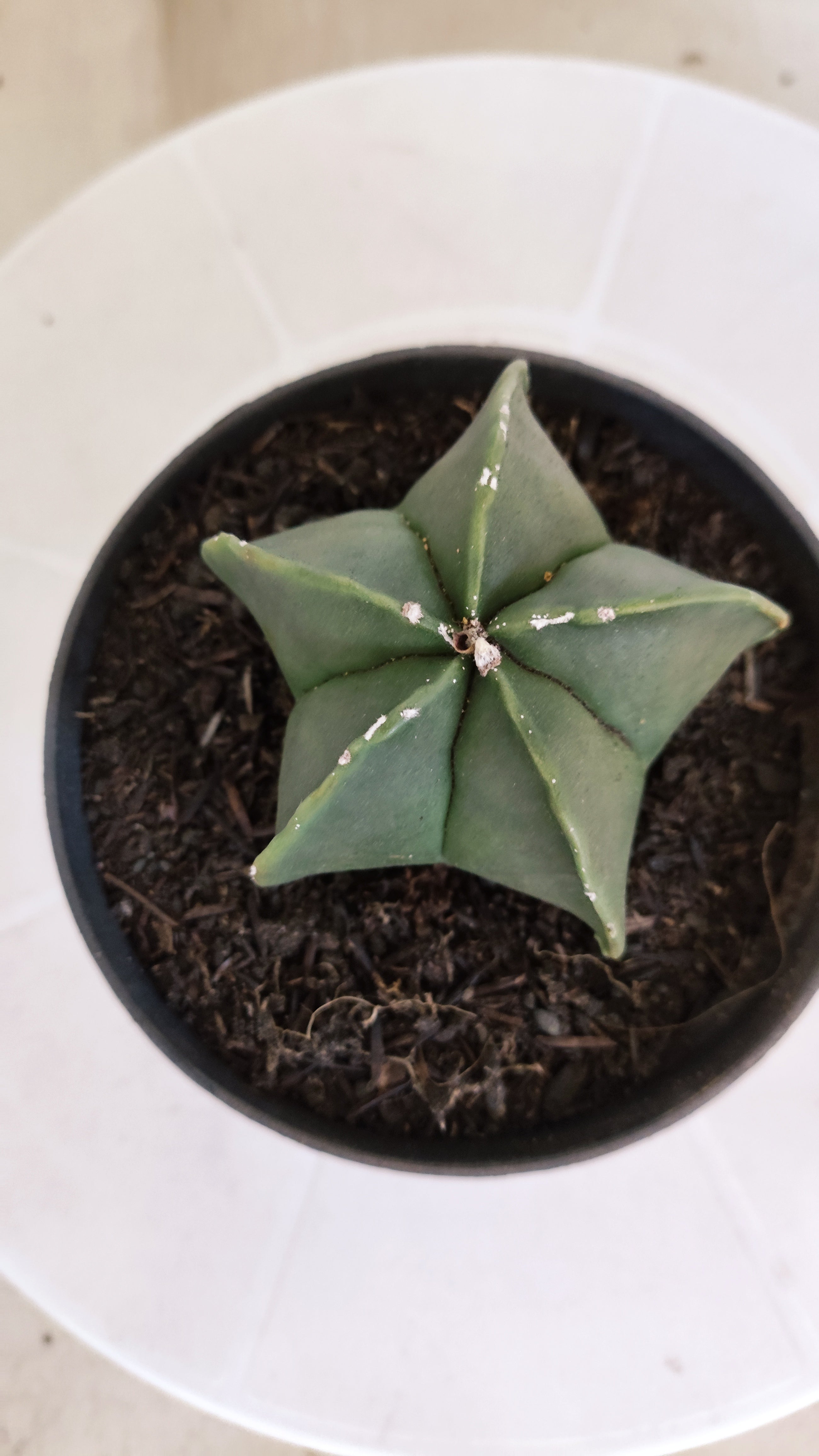 ASTROPHYTUM MYRIOSTIGMA "Nudum" Nº 1234 – vaso 11