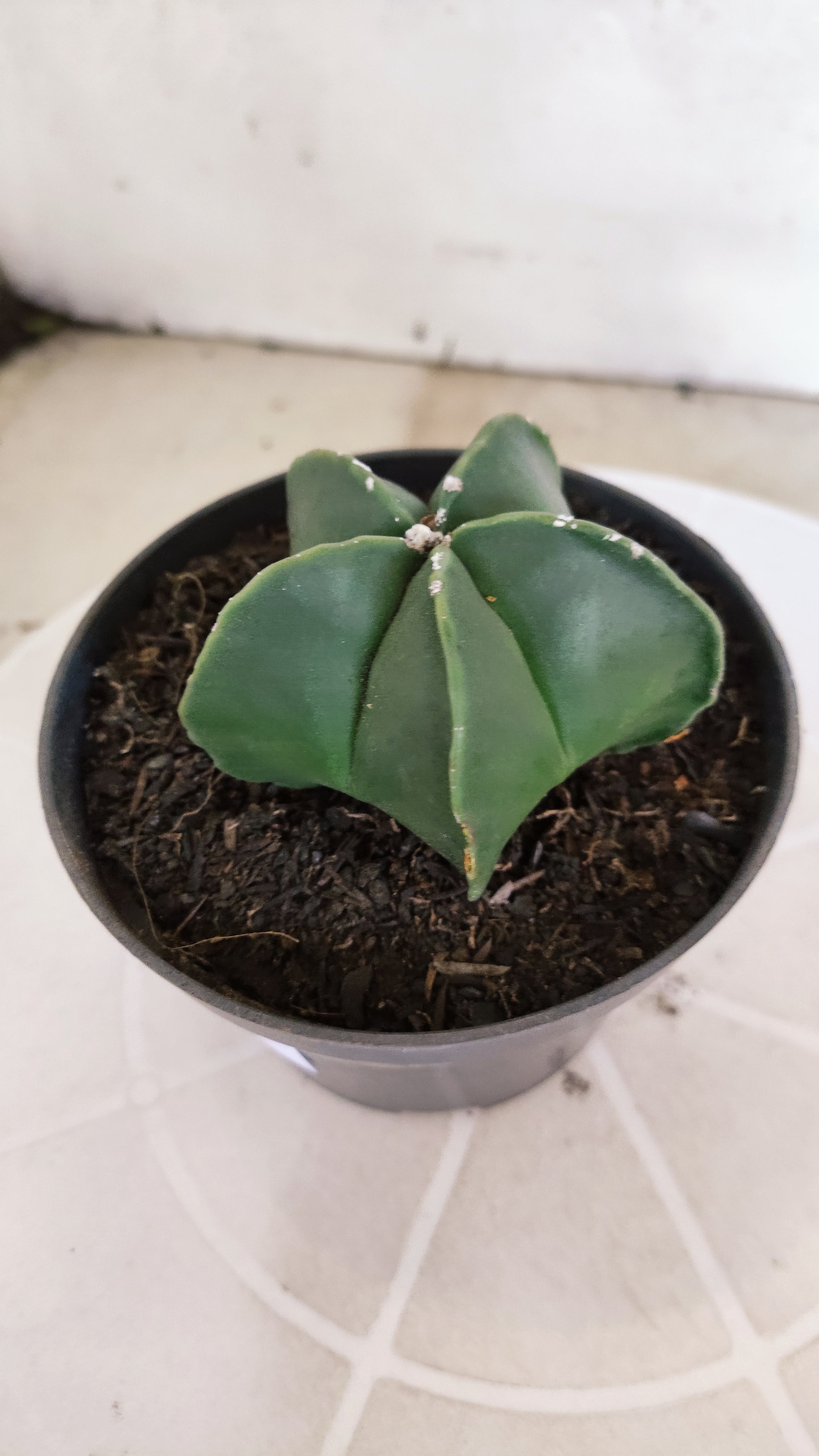 ASTROPHYTUM MYRIOSTIGMA "Nudum" Nº 1234 – vaso 11