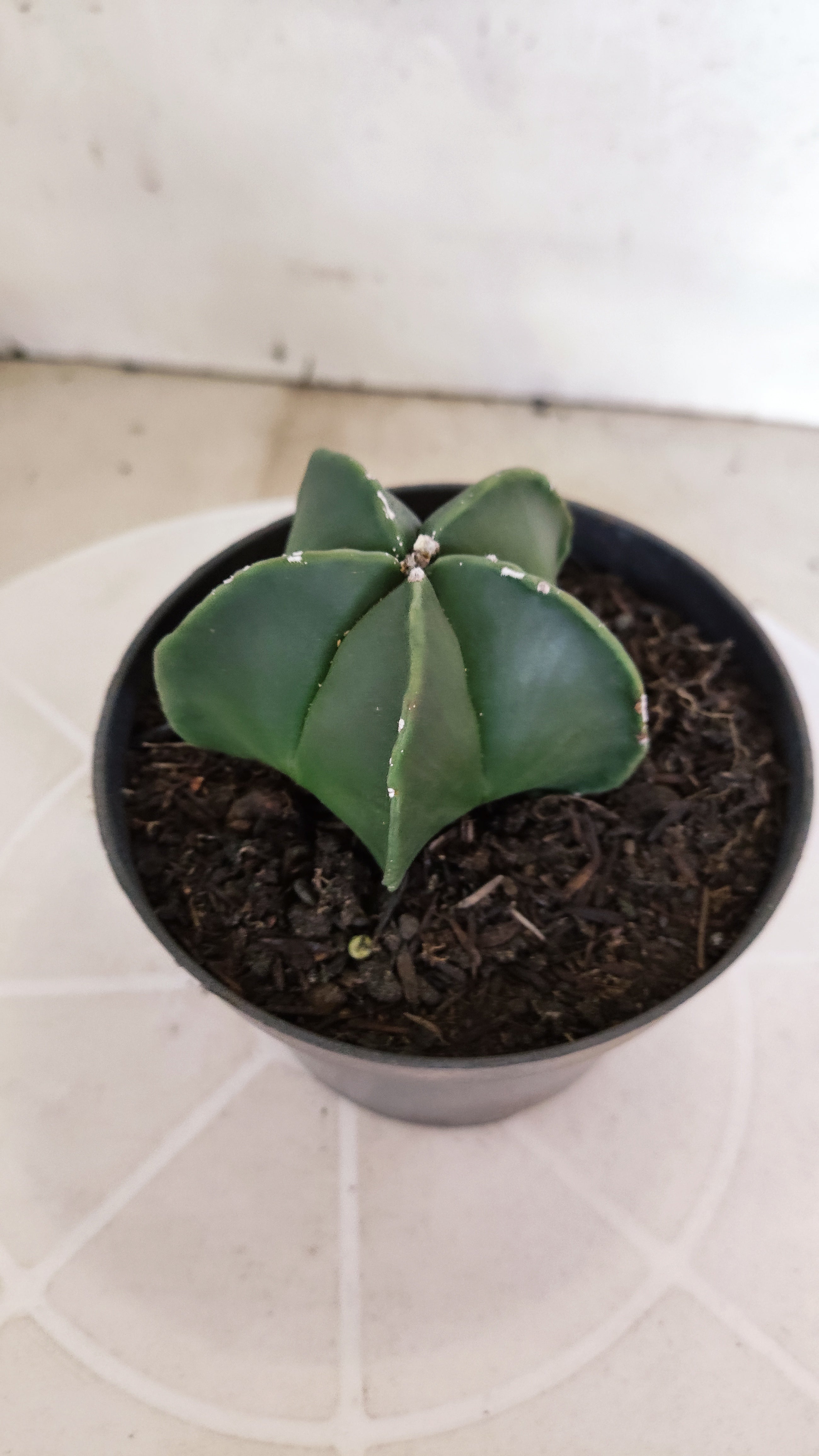 ASTROPHYTUM MYRIOSTIGMA "Nudum" Nº 1234 – vaso 11