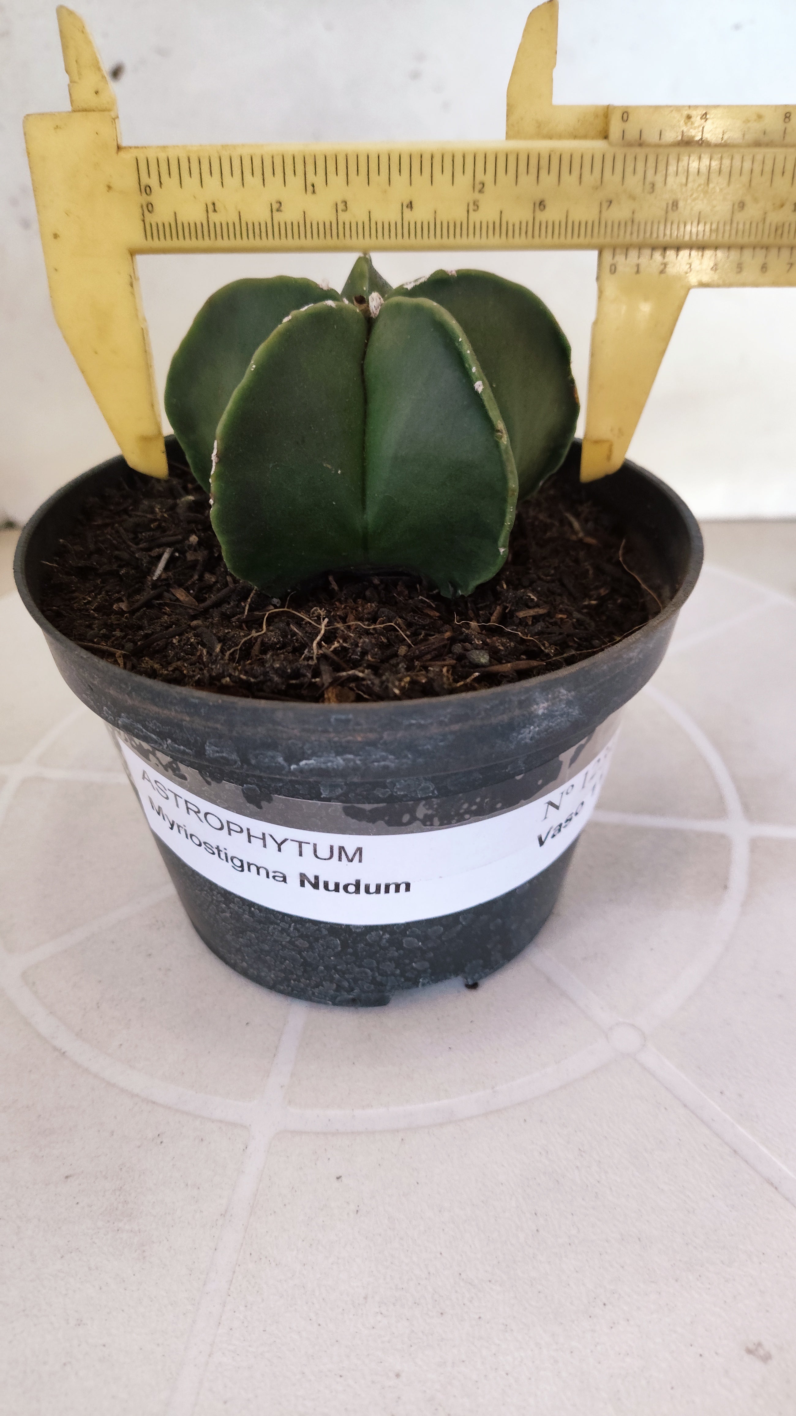 ASTROPHYTUM MYRIOSTIGMA "Nudum" Nº 1234 – vaso 11