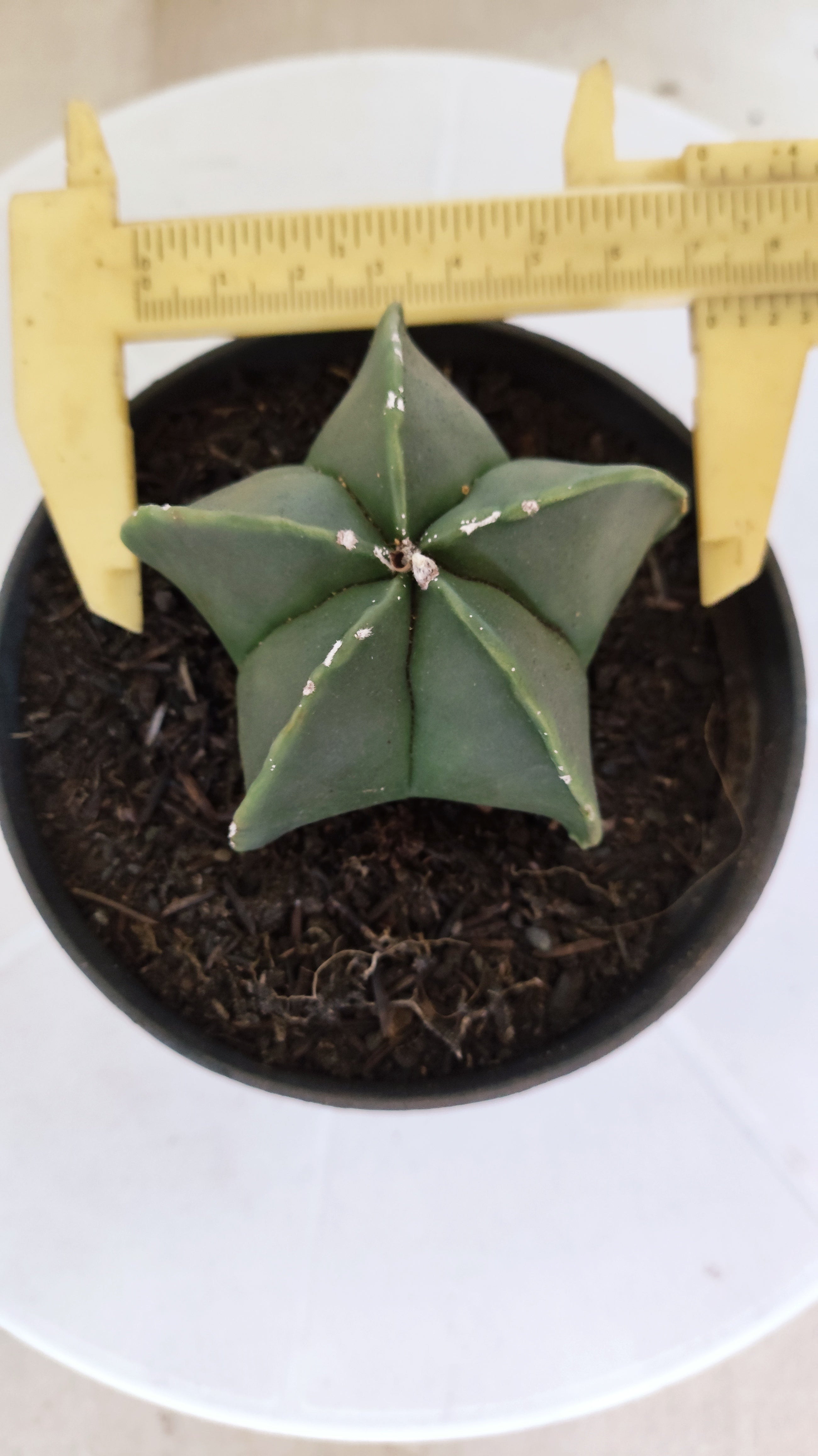 ASTROPHYTUM MYRIOSTIGMA "Nudum" Nº 1234 – vaso 11