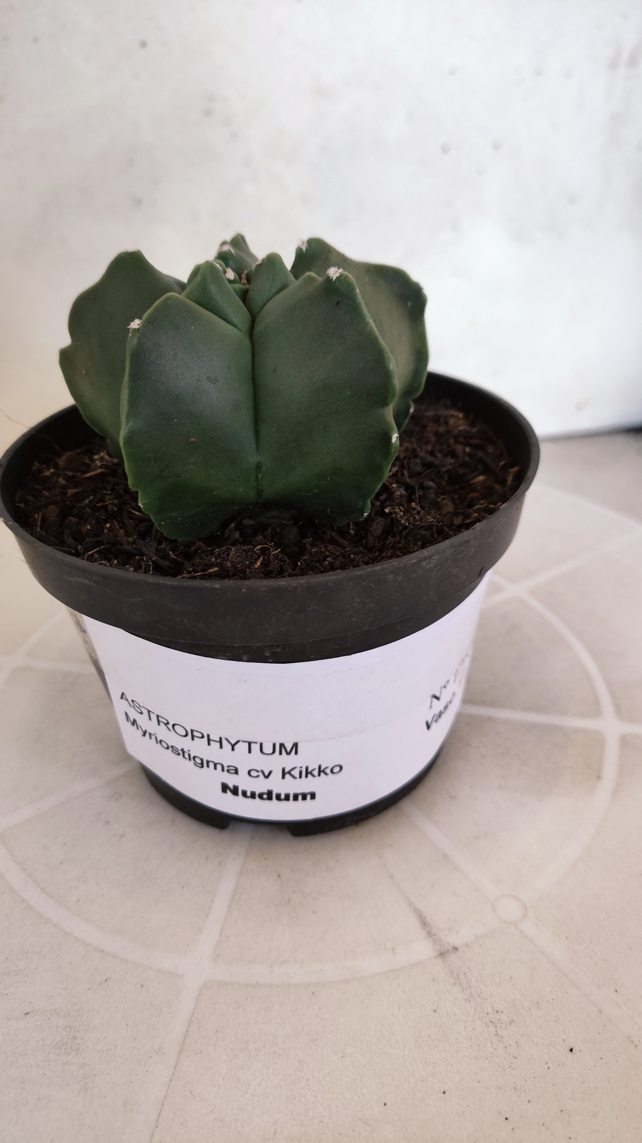 MATRIZ ASTROPHYTUM cv KIKKO "Nudum"  Nº 1235 – vaso 11
