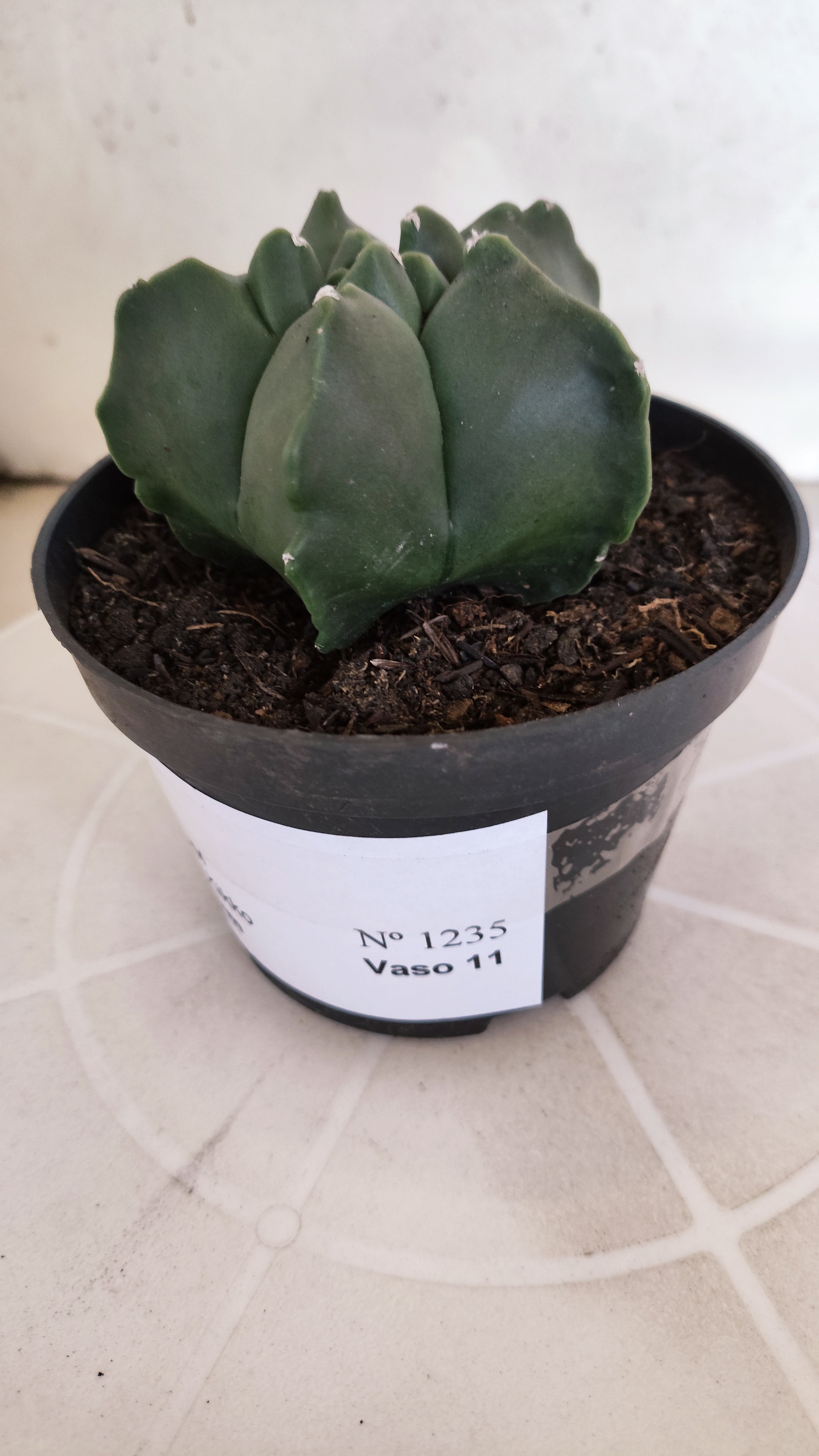 MATRIZ ASTROPHYTUM cv KIKKO "Nudum"  Nº 1235 – vaso 11