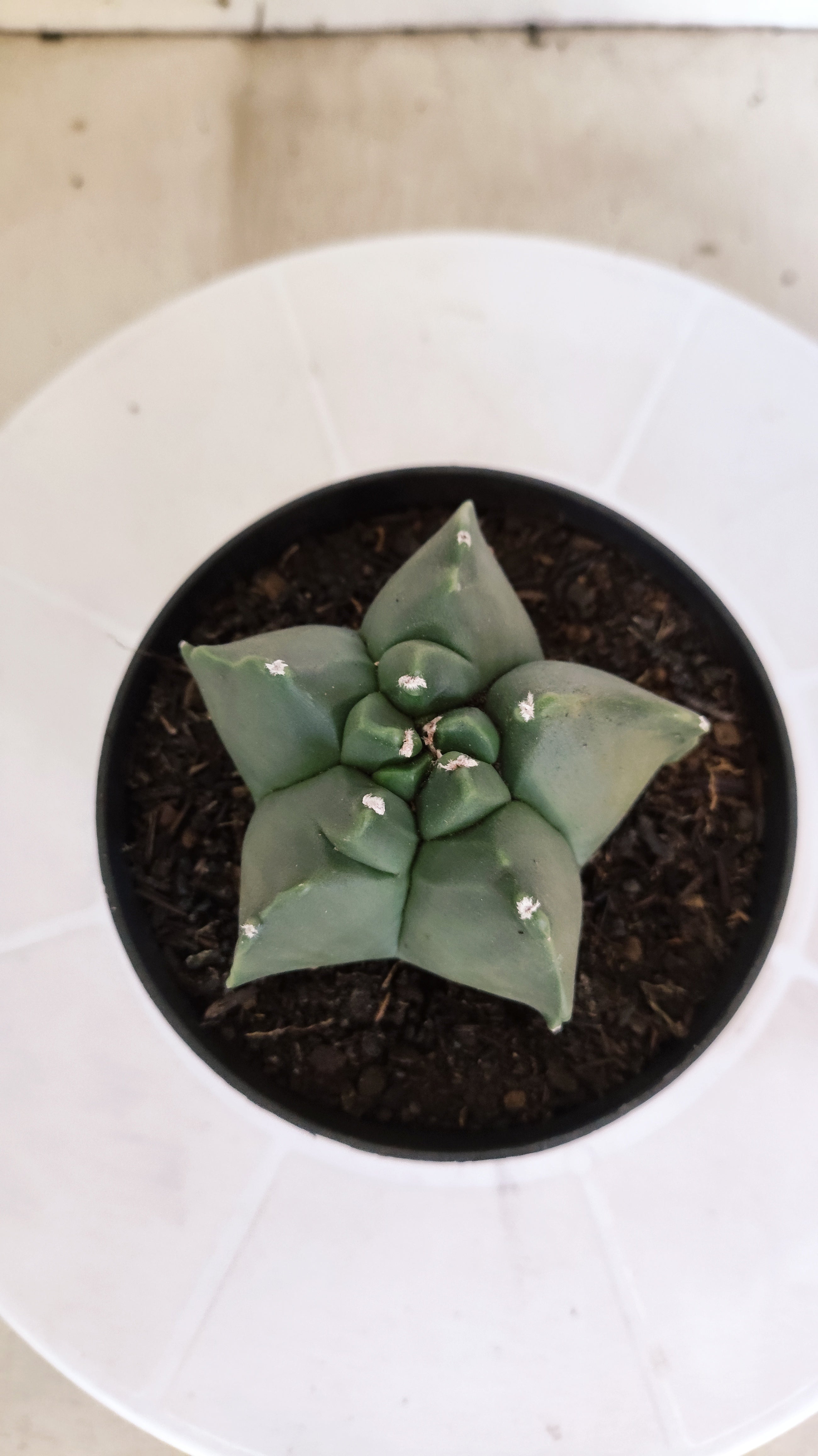 MATRIZ ASTROPHYTUM cv KIKKO "Nudum"  Nº 1235 – vaso 11