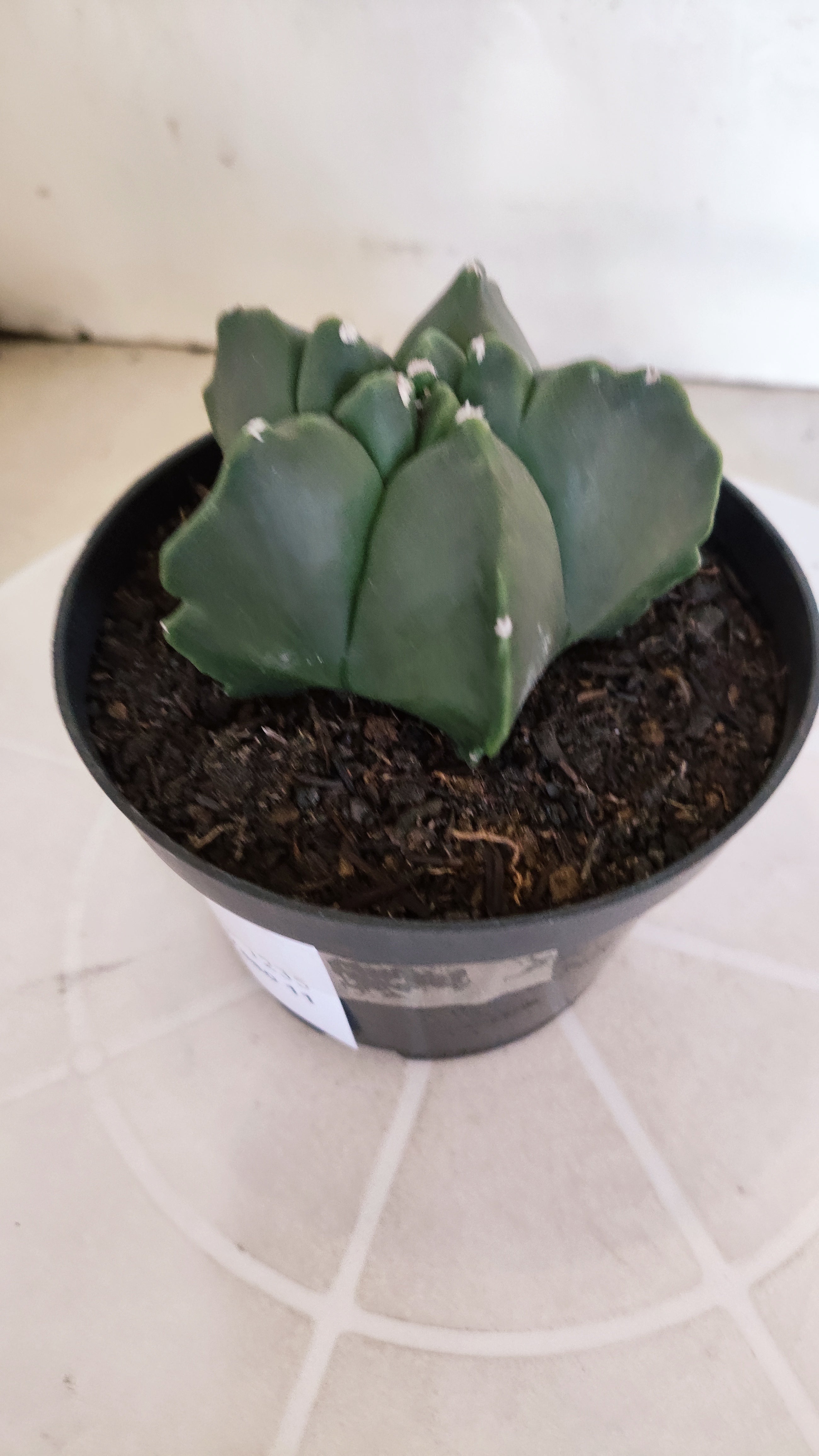 MATRIZ ASTROPHYTUM cv KIKKO "Nudum"  Nº 1235 – vaso 11