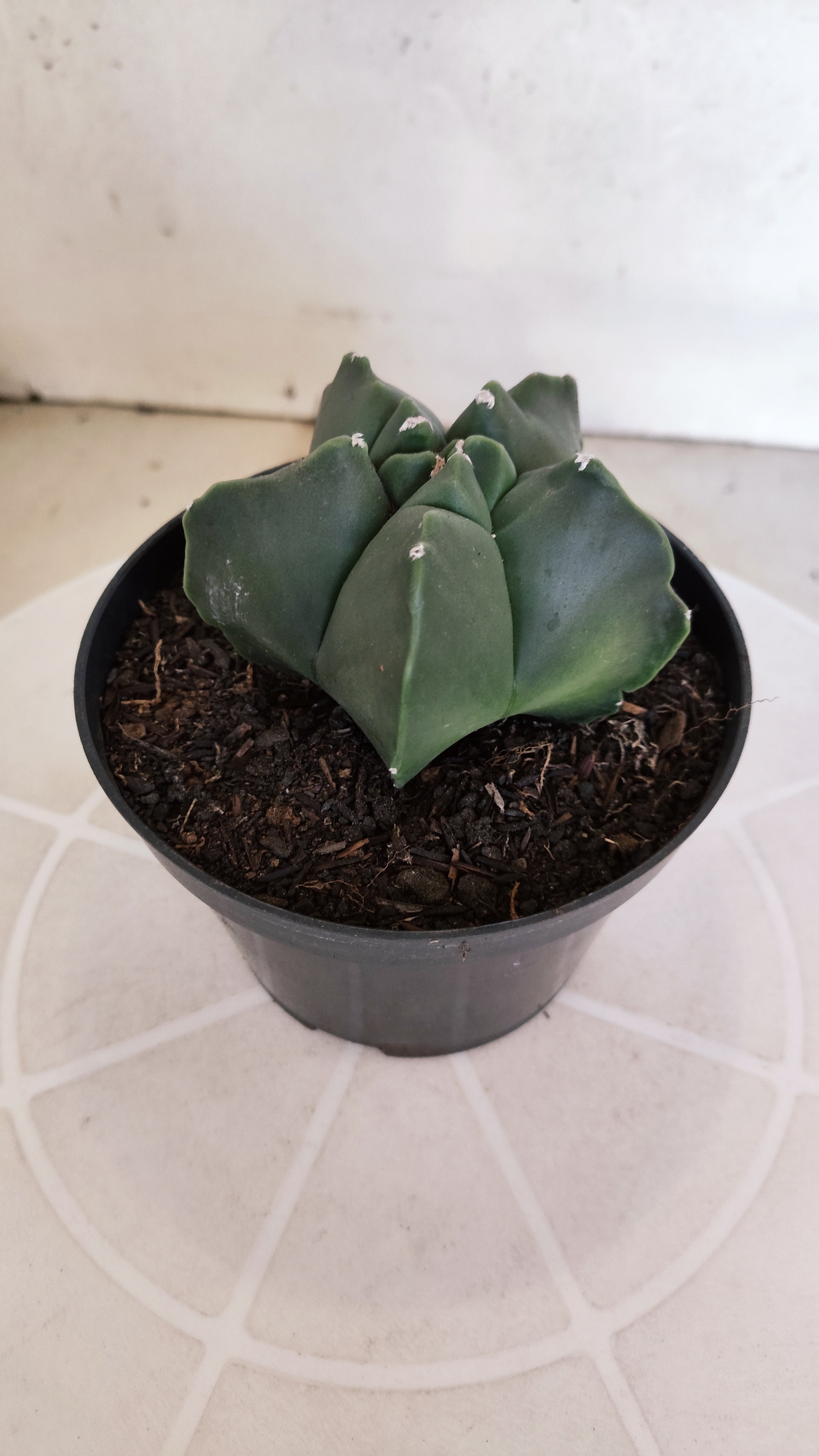 MATRIZ ASTROPHYTUM cv KIKKO "Nudum"  Nº 1235 – vaso 11