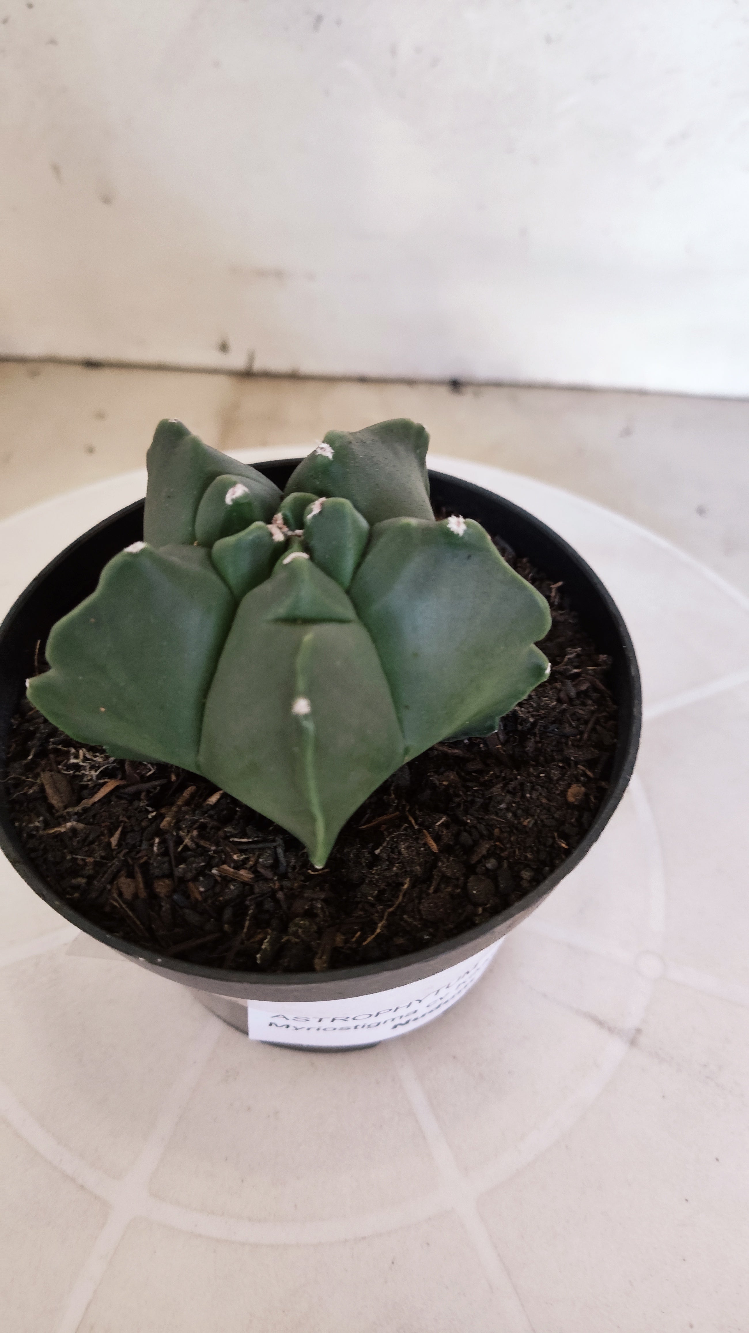 MATRIZ ASTROPHYTUM cv KIKKO "Nudum"  Nº 1235 – vaso 11