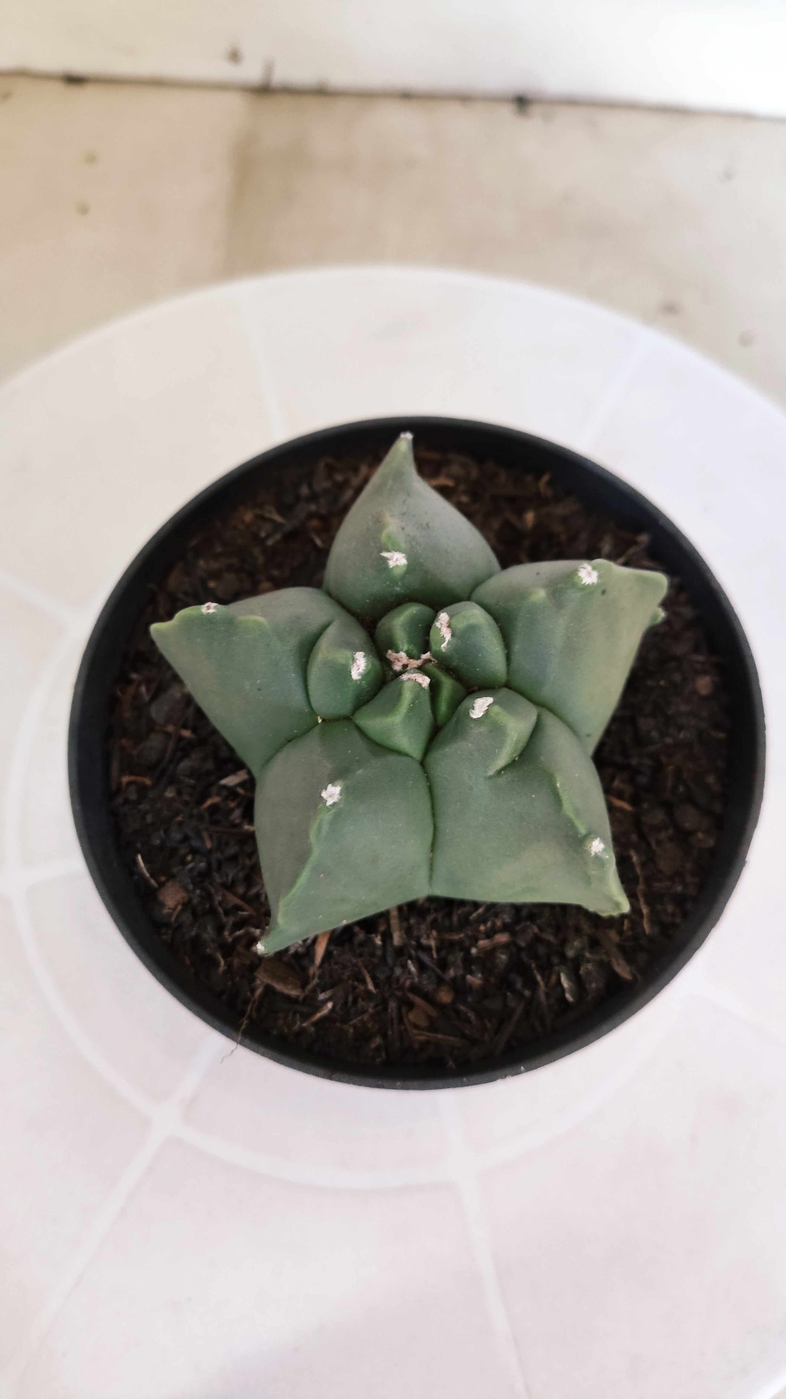 MATRIZ ASTROPHYTUM cv KIKKO "Nudum"  Nº 1235 – vaso 11