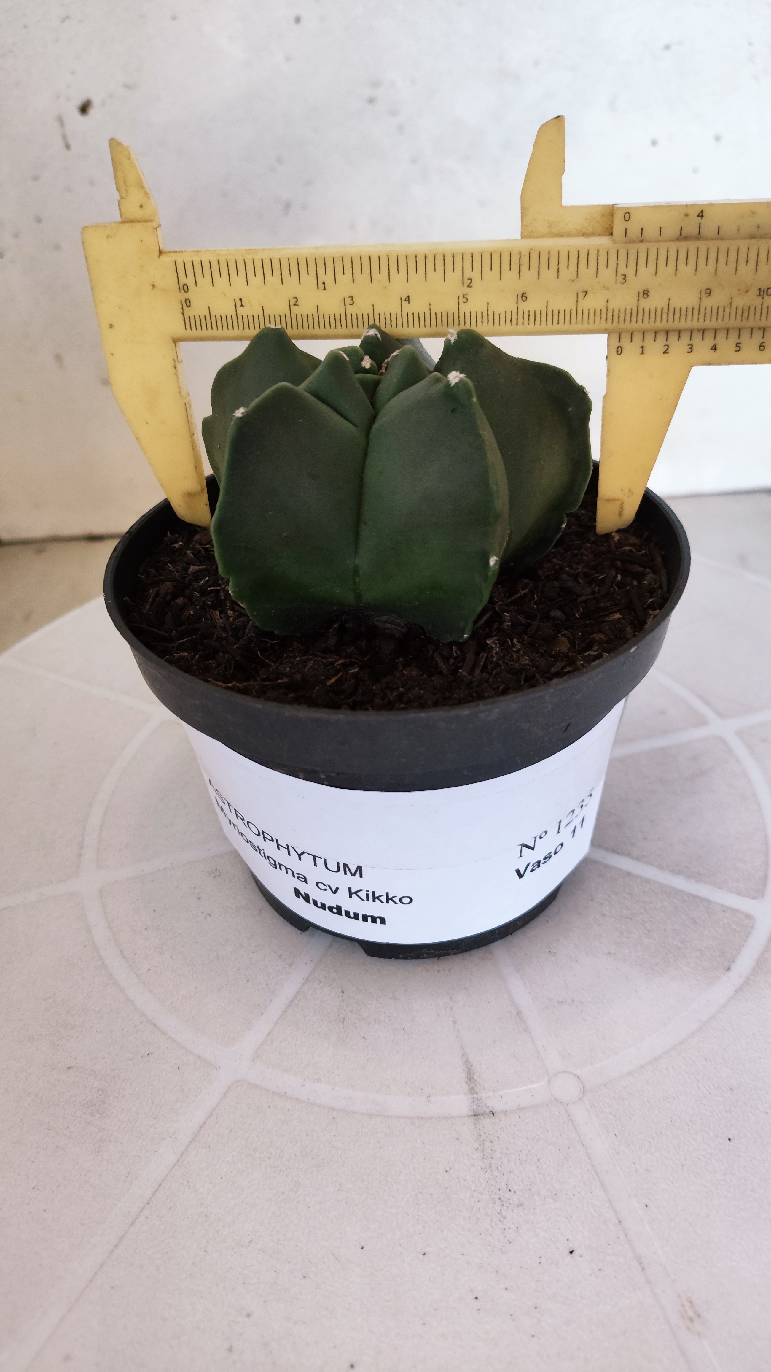 MATRIZ ASTROPHYTUM cv KIKKO "Nudum"  Nº 1235 – vaso 11