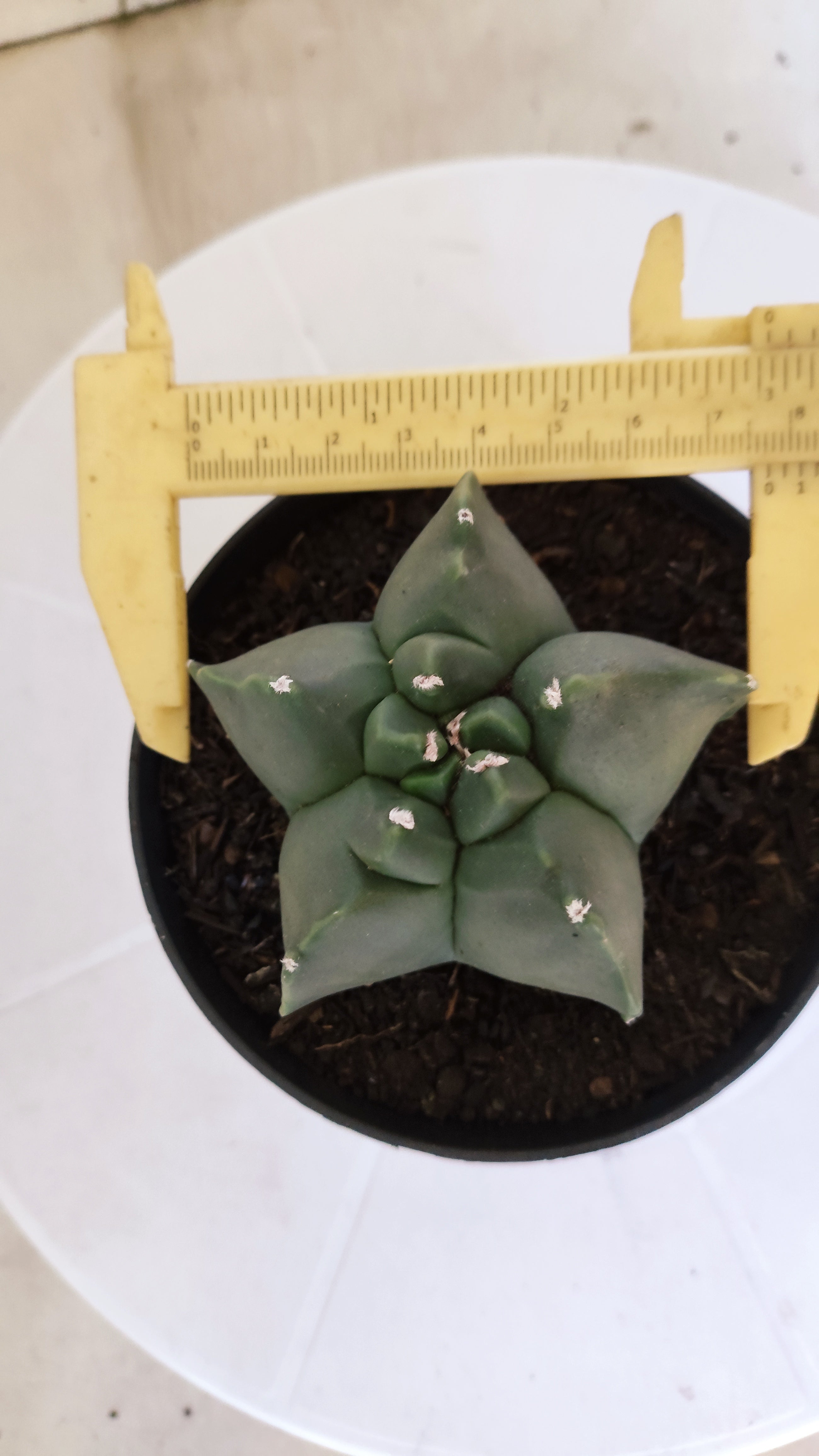 MATRIZ ASTROPHYTUM cv KIKKO "Nudum"  Nº 1235 – vaso 11