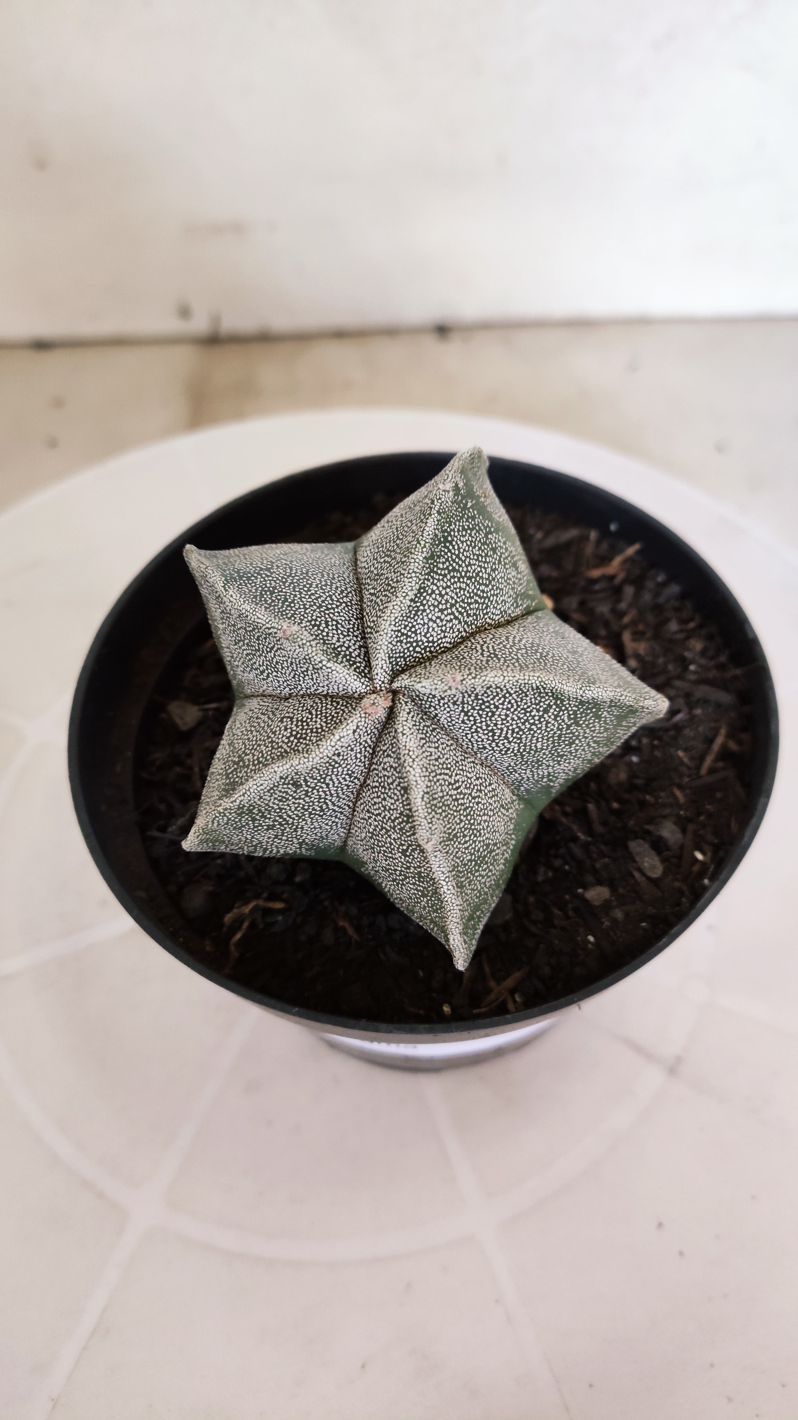ASTROPHYTUM MYRIOSTIGMA Nº 1237 – vaso 11