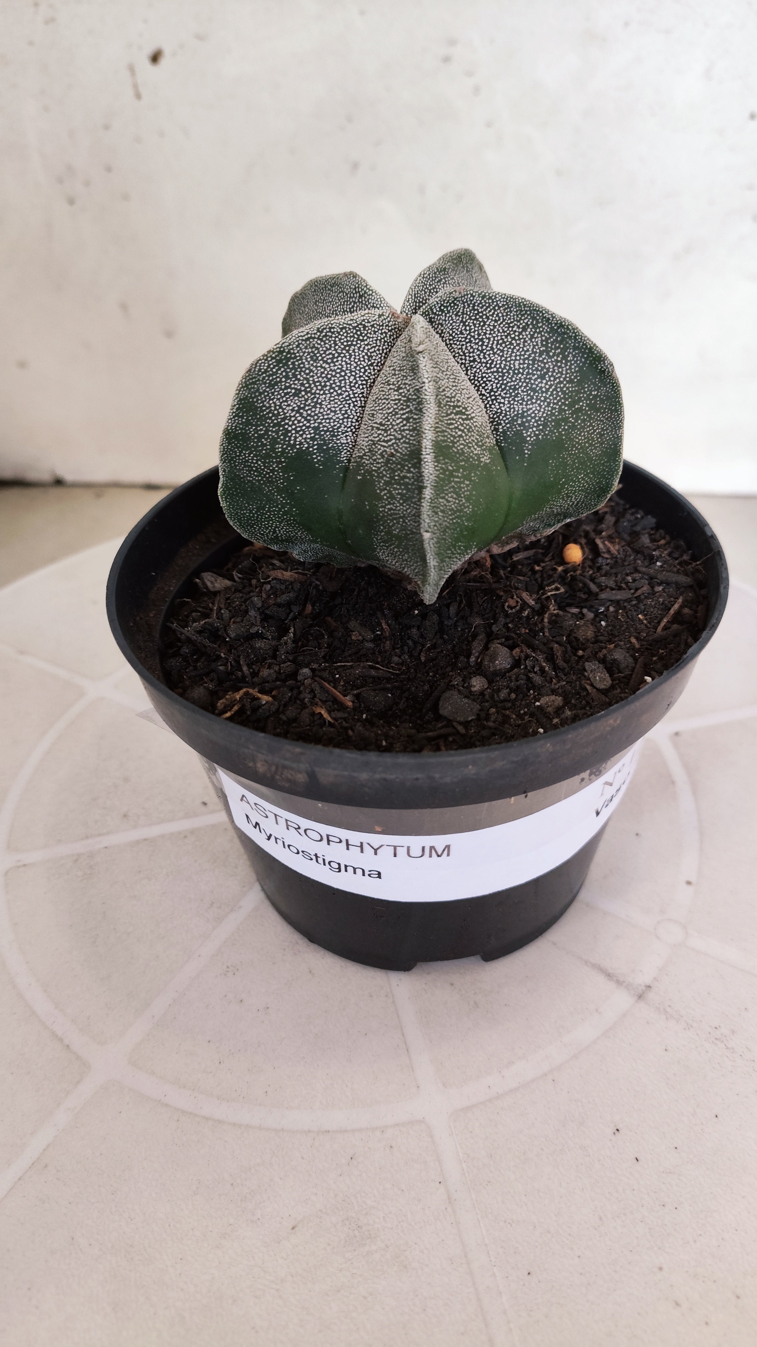ASTROPHYTUM MYRIOSTIGMA Nº 1237 – vaso 11