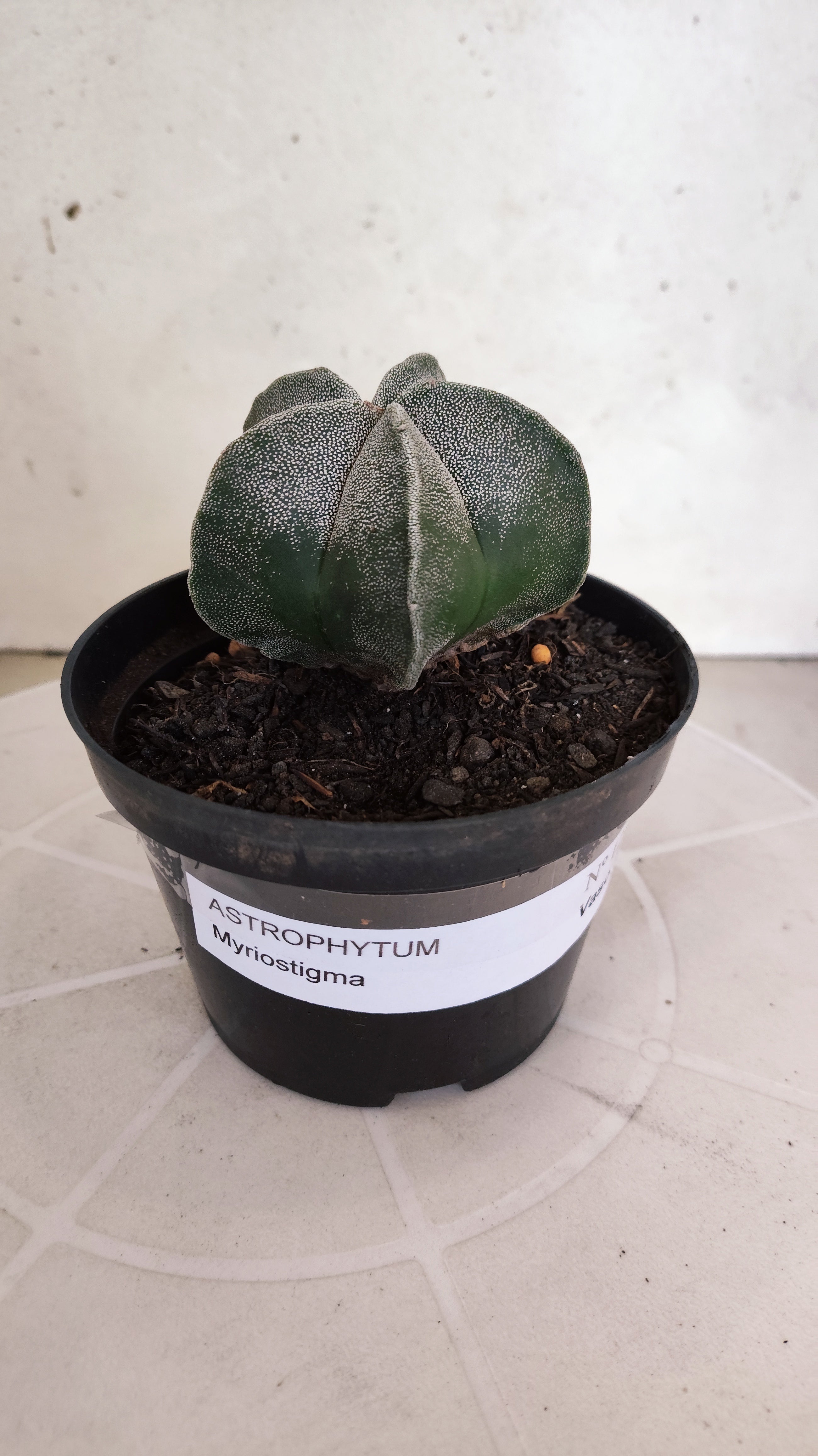 ASTROPHYTUM MYRIOSTIGMA Nº 1237 – vaso 11