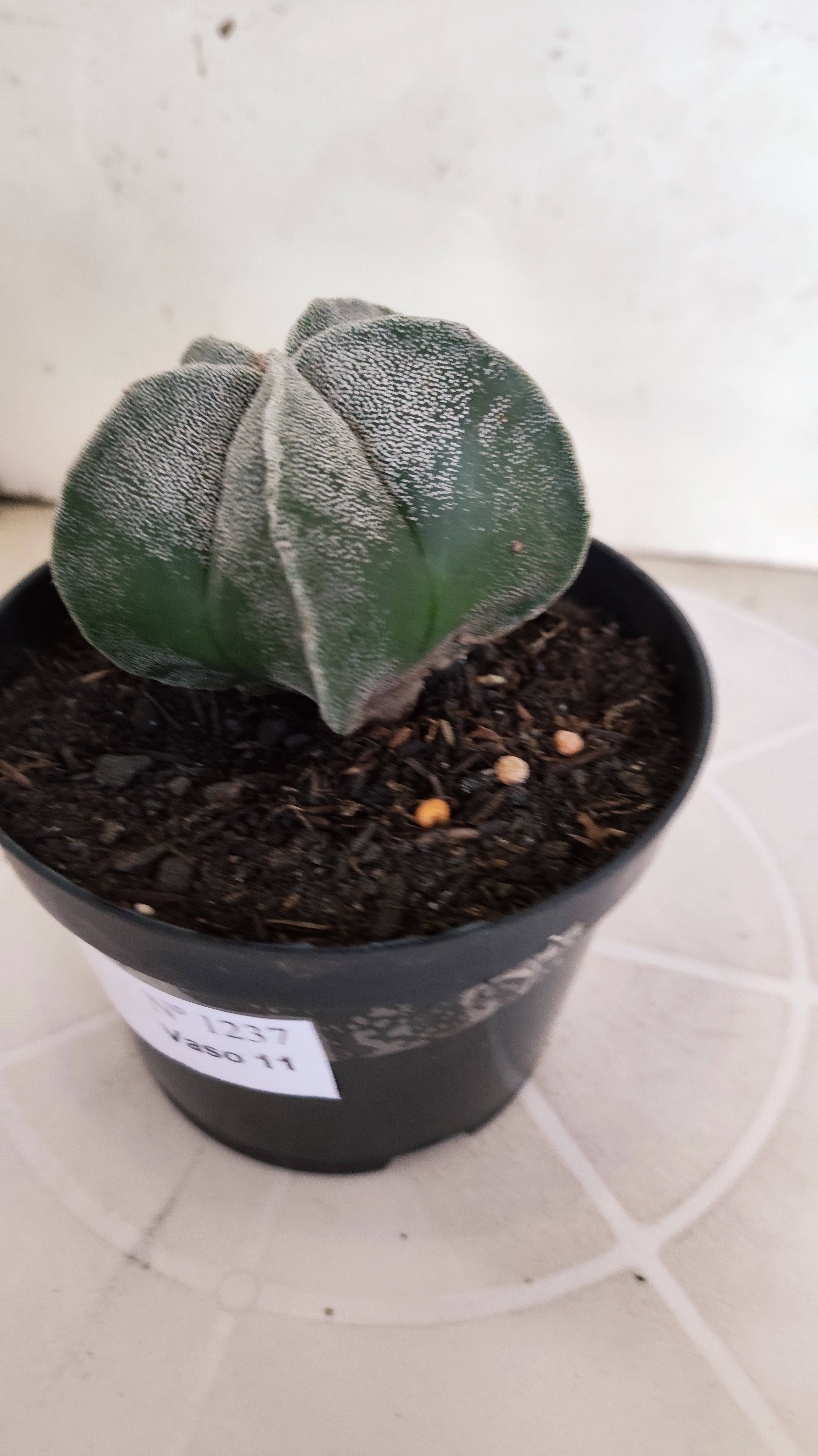ASTROPHYTUM MYRIOSTIGMA Nº 1237 – vaso 11